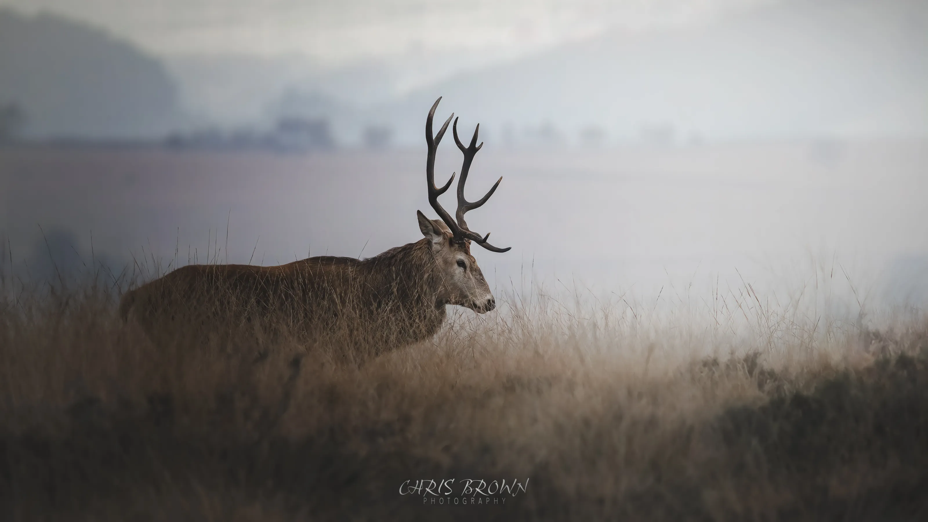 The Rut