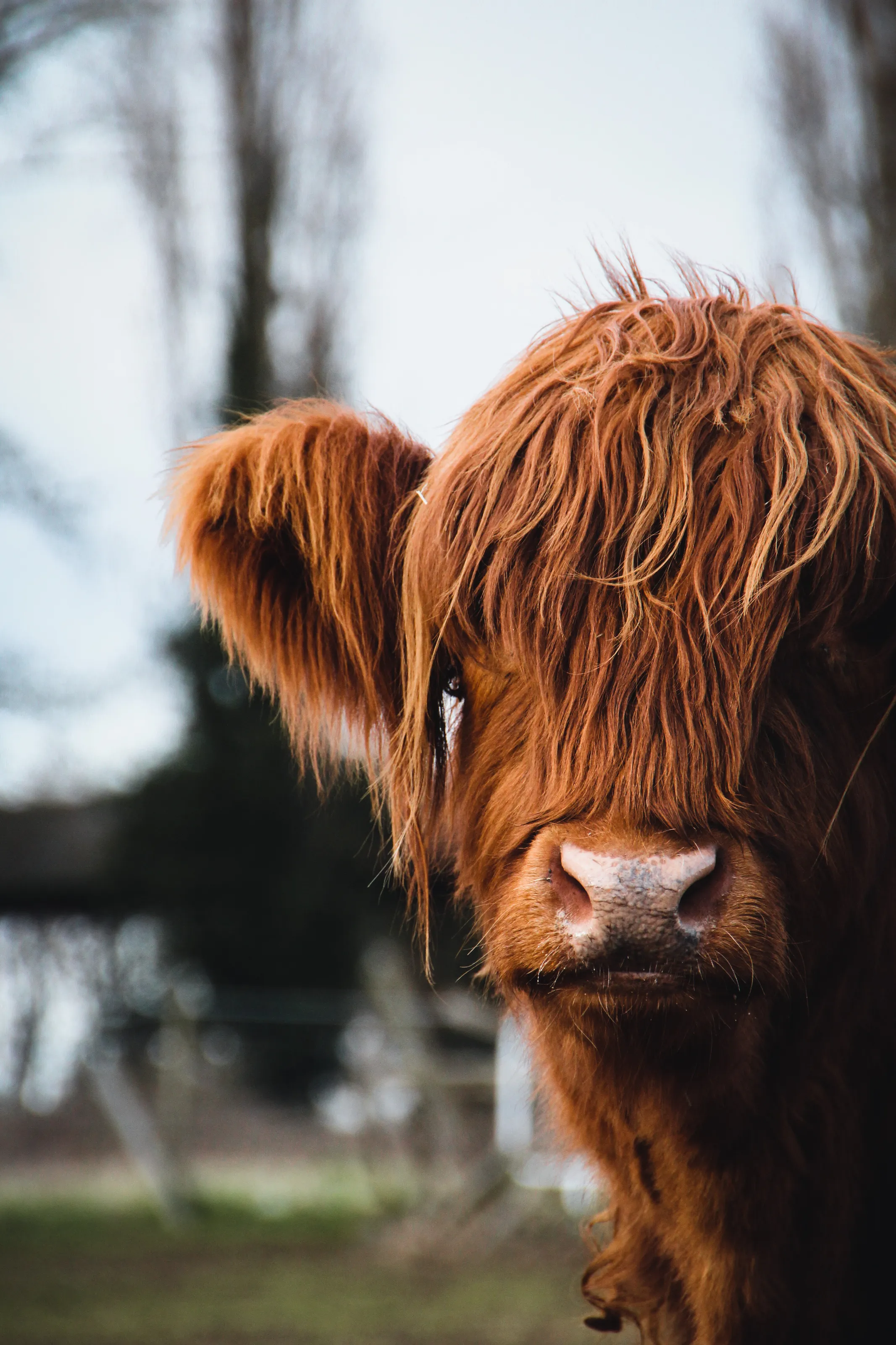 Moody cow season