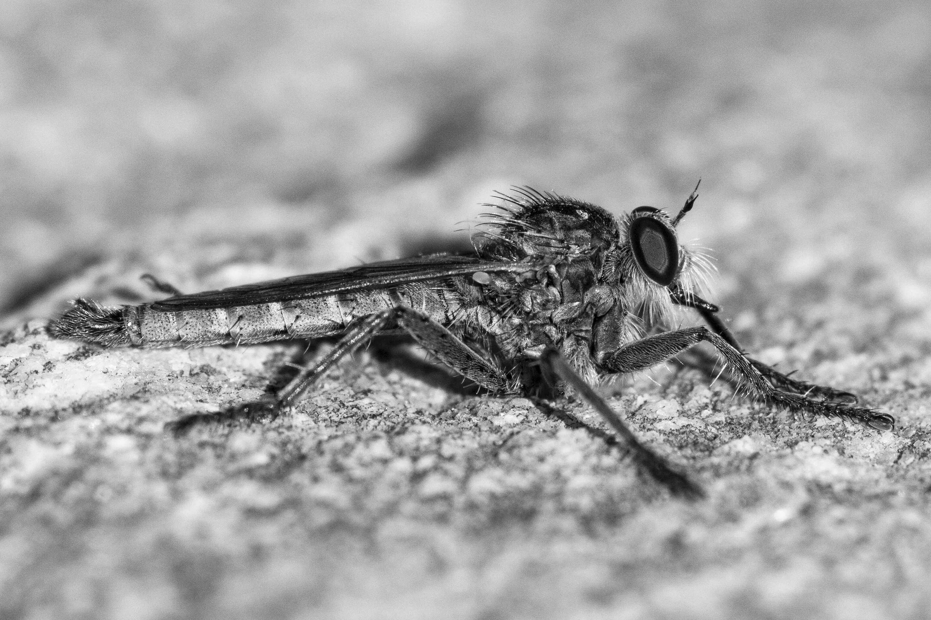Robber fly