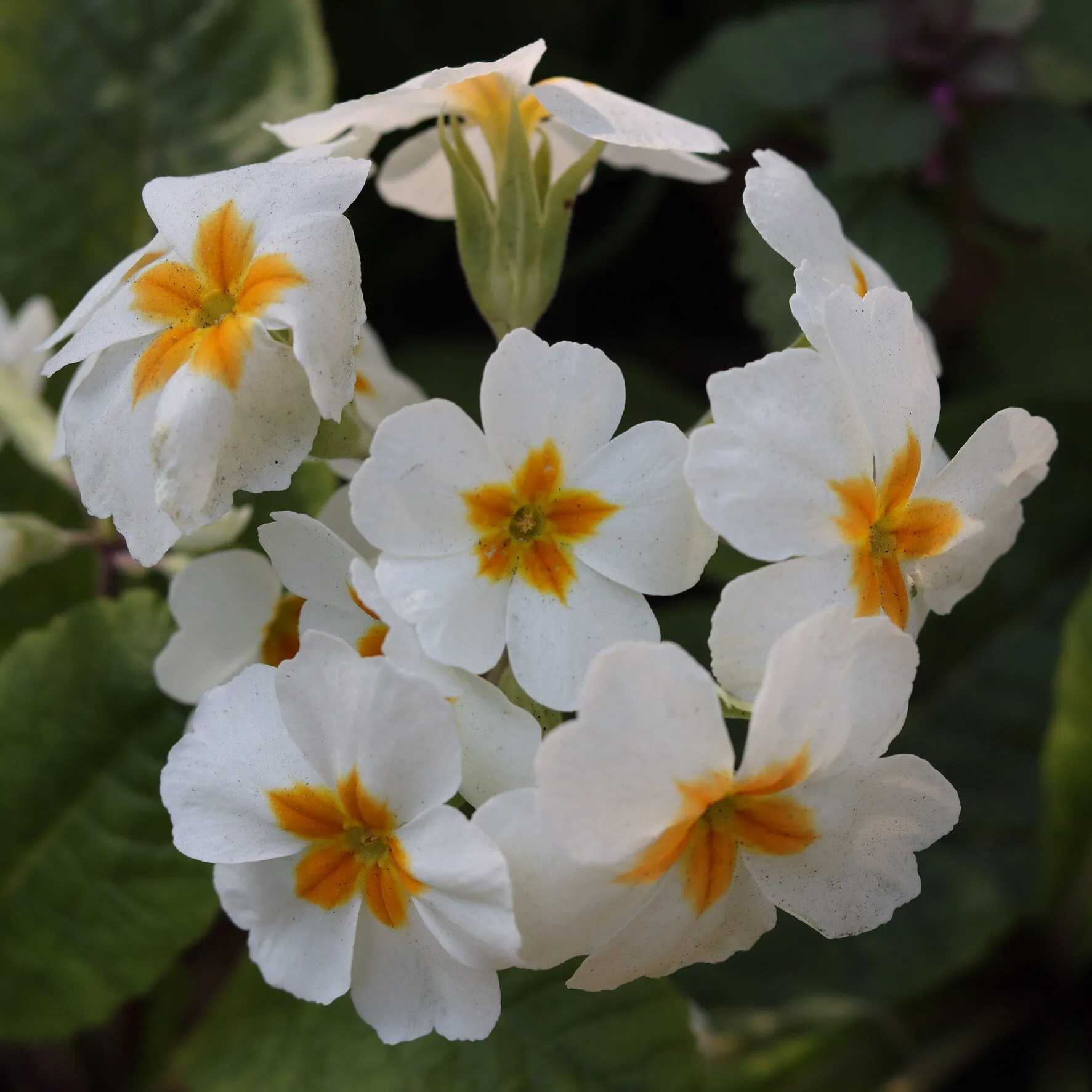 Beautiful white flowers