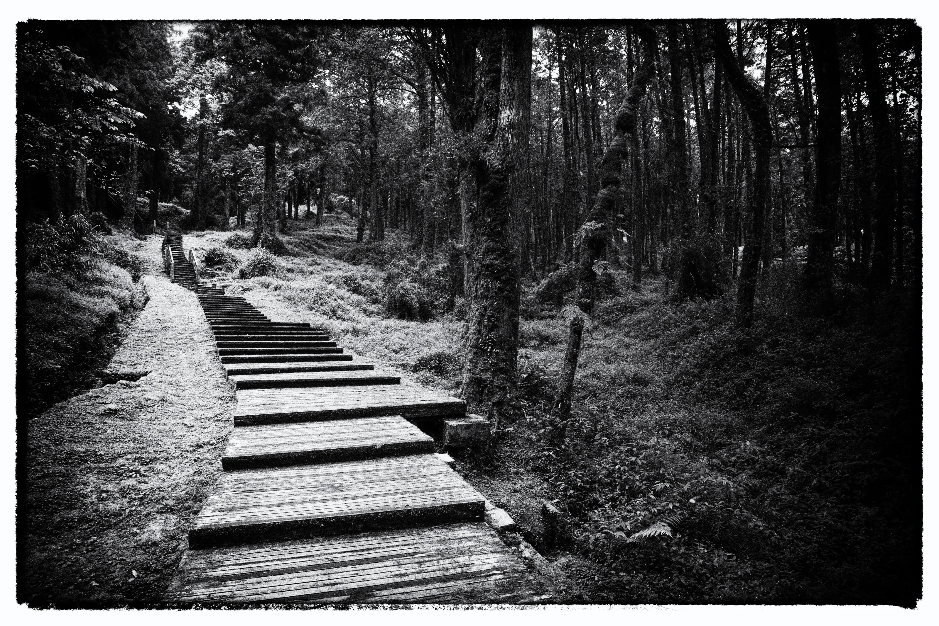 Taiwan Alishan