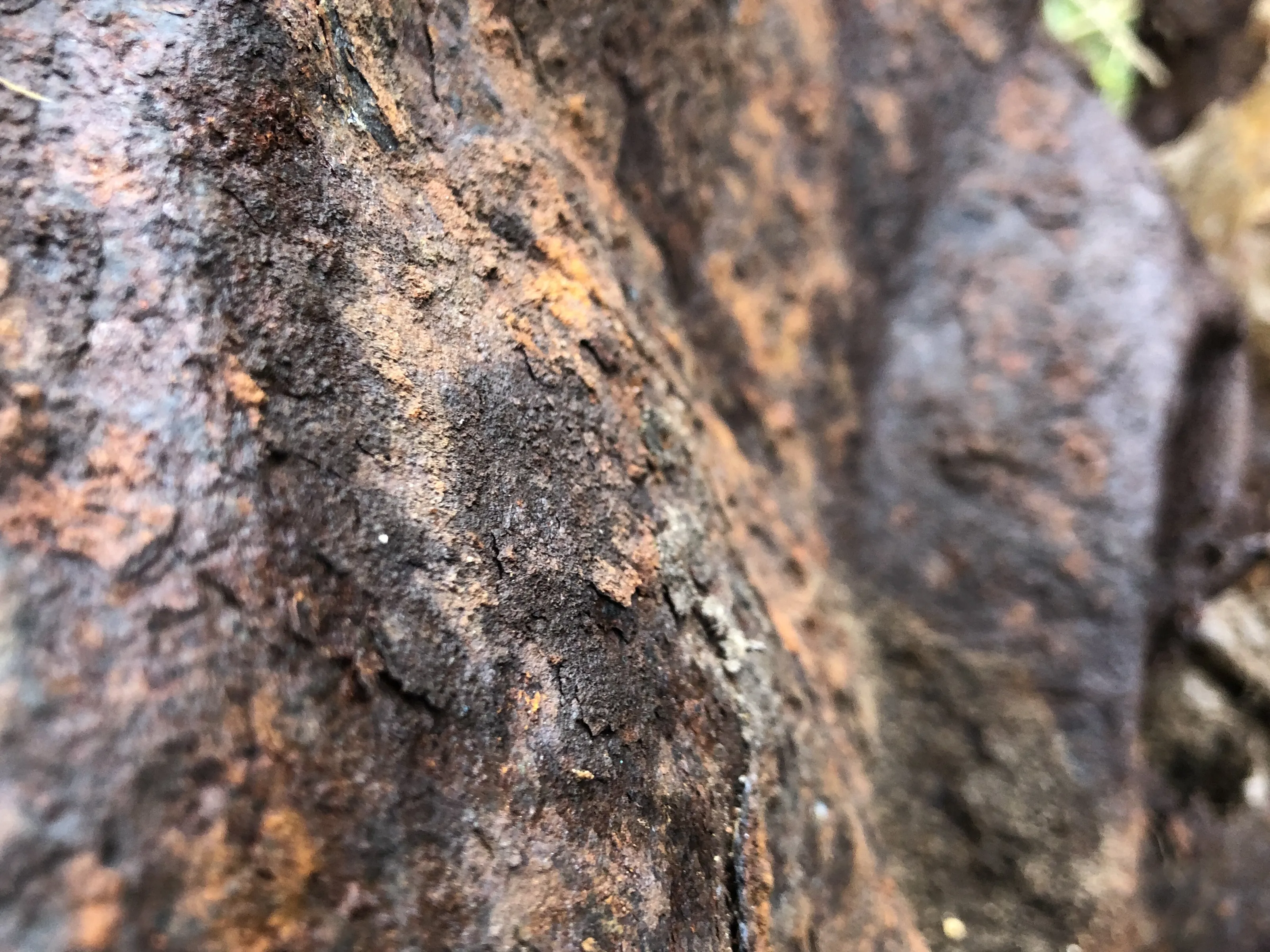 Macro Rust
