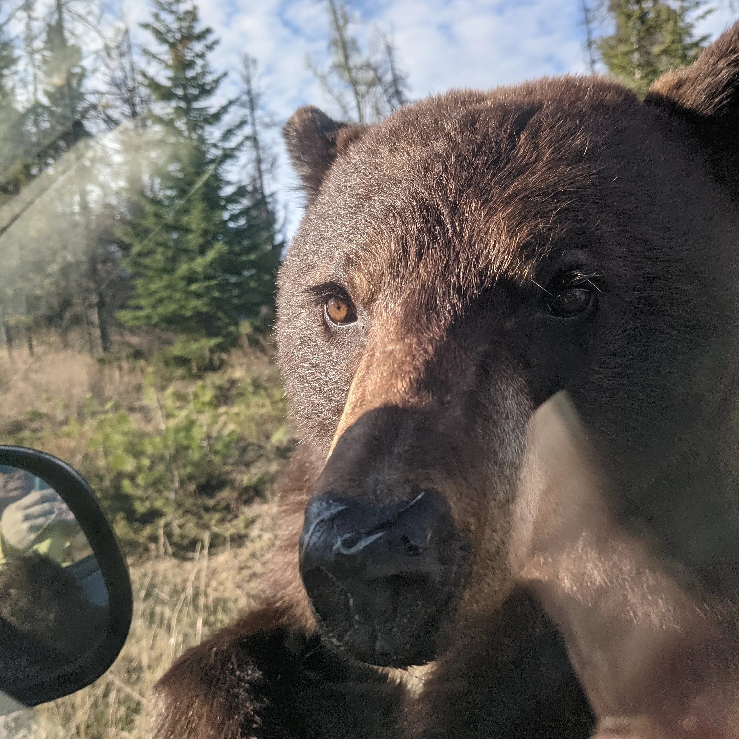 Curious Mama Bear