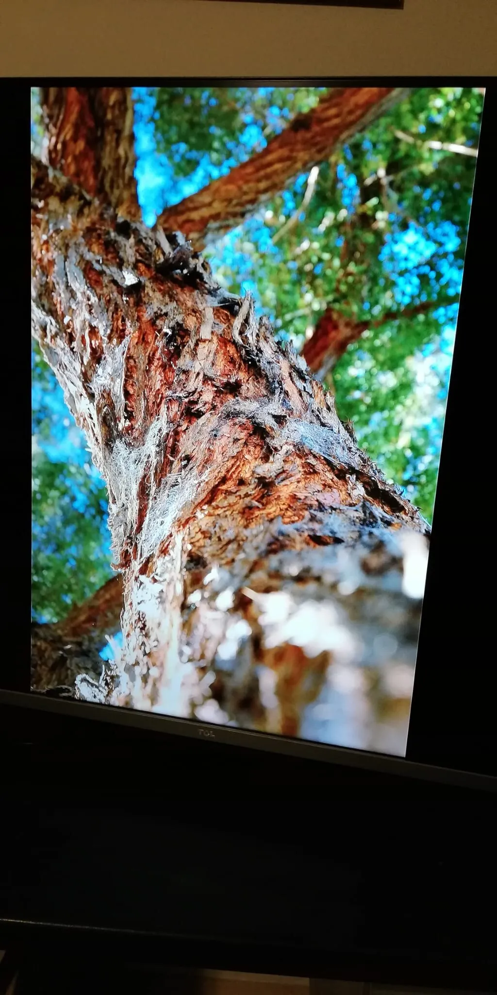 The Woody Trunk
