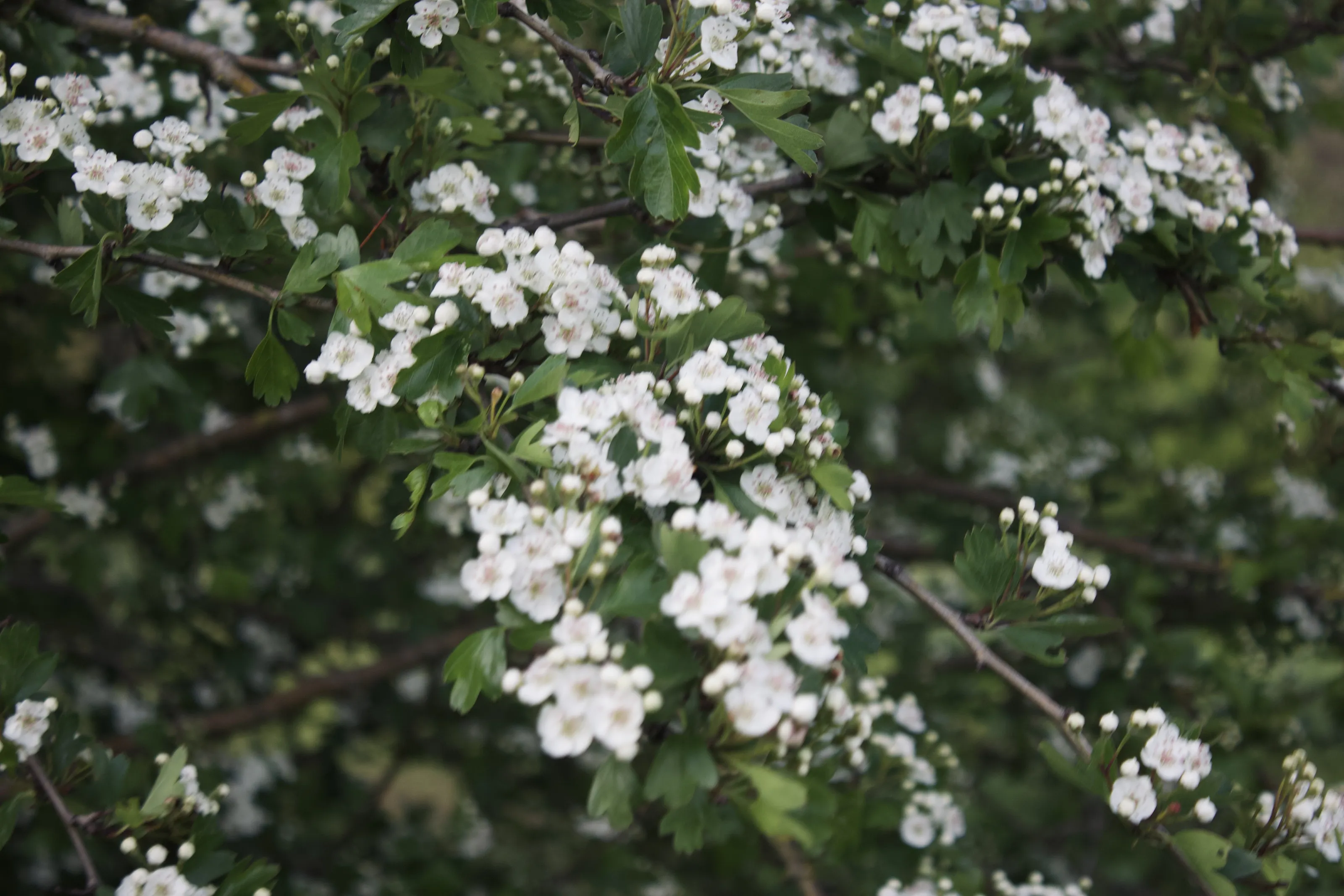 Spring is blooming on its way