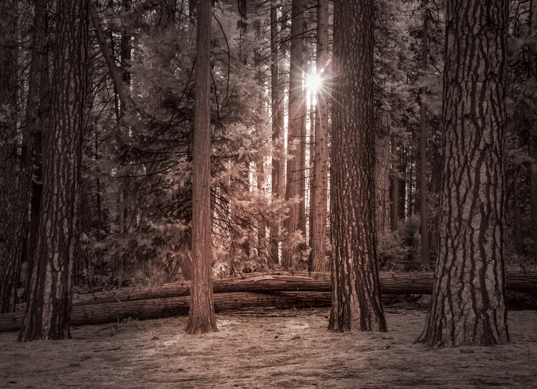 yosemite sunburst