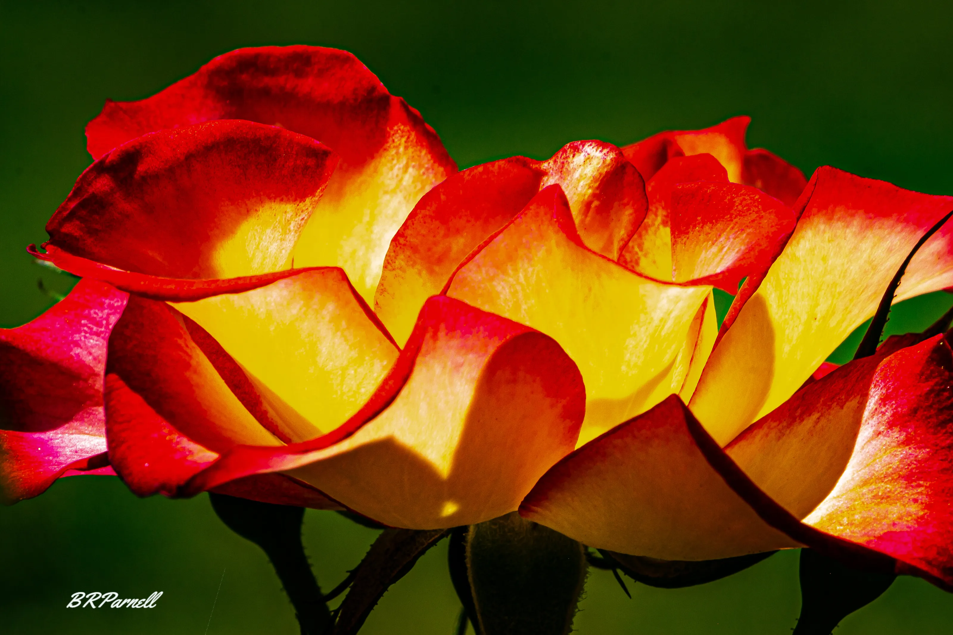 Rose Radiance 1