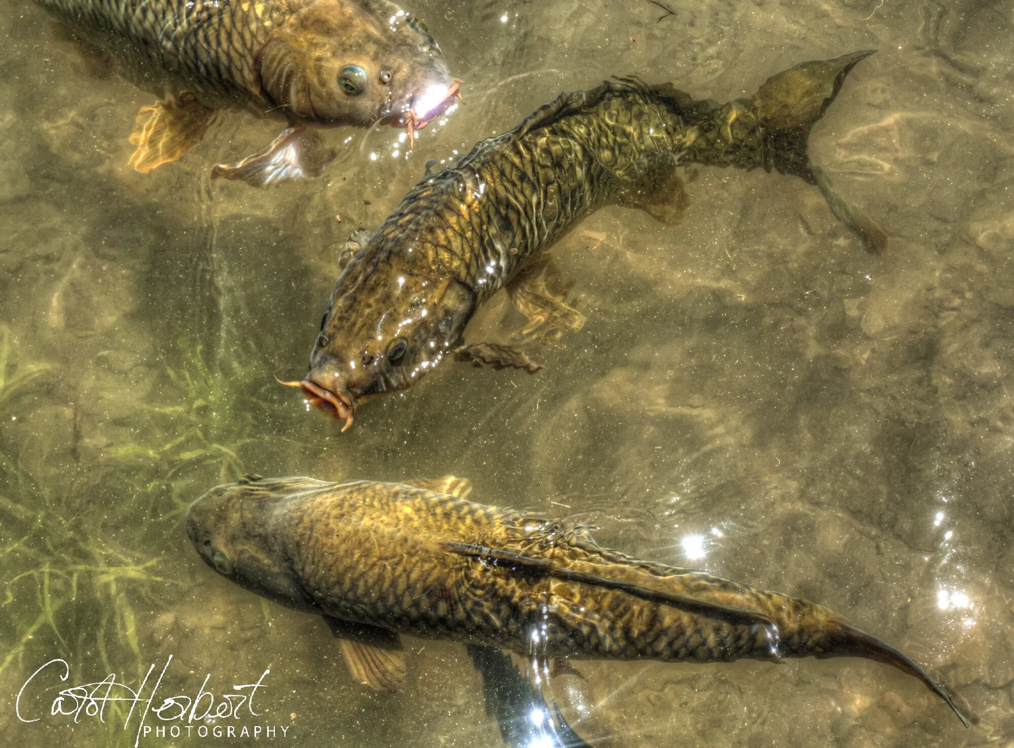 Something Fishy