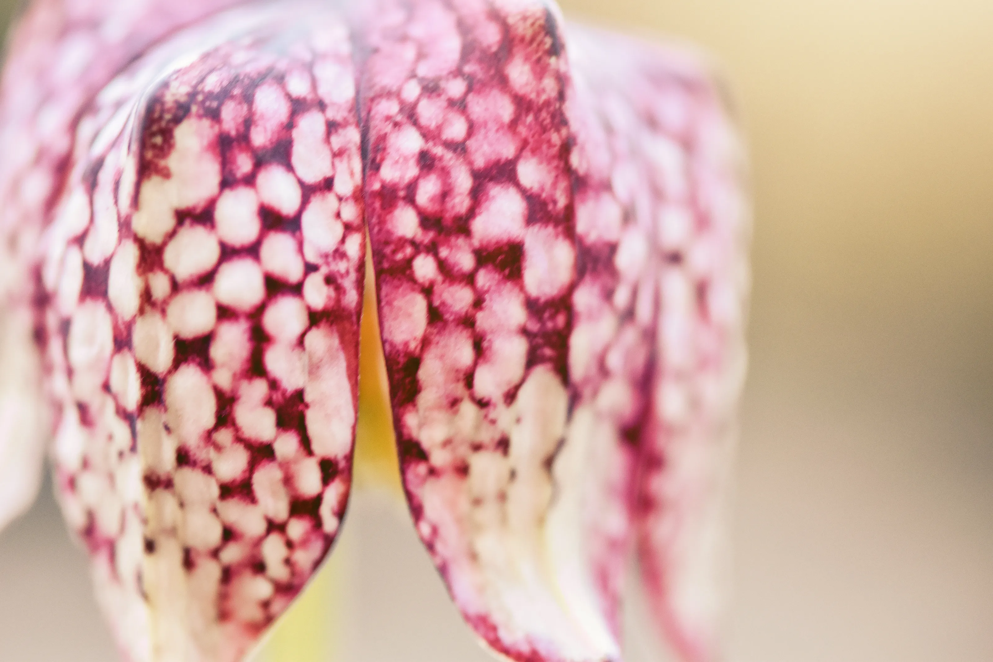 Snake Head Fritillary