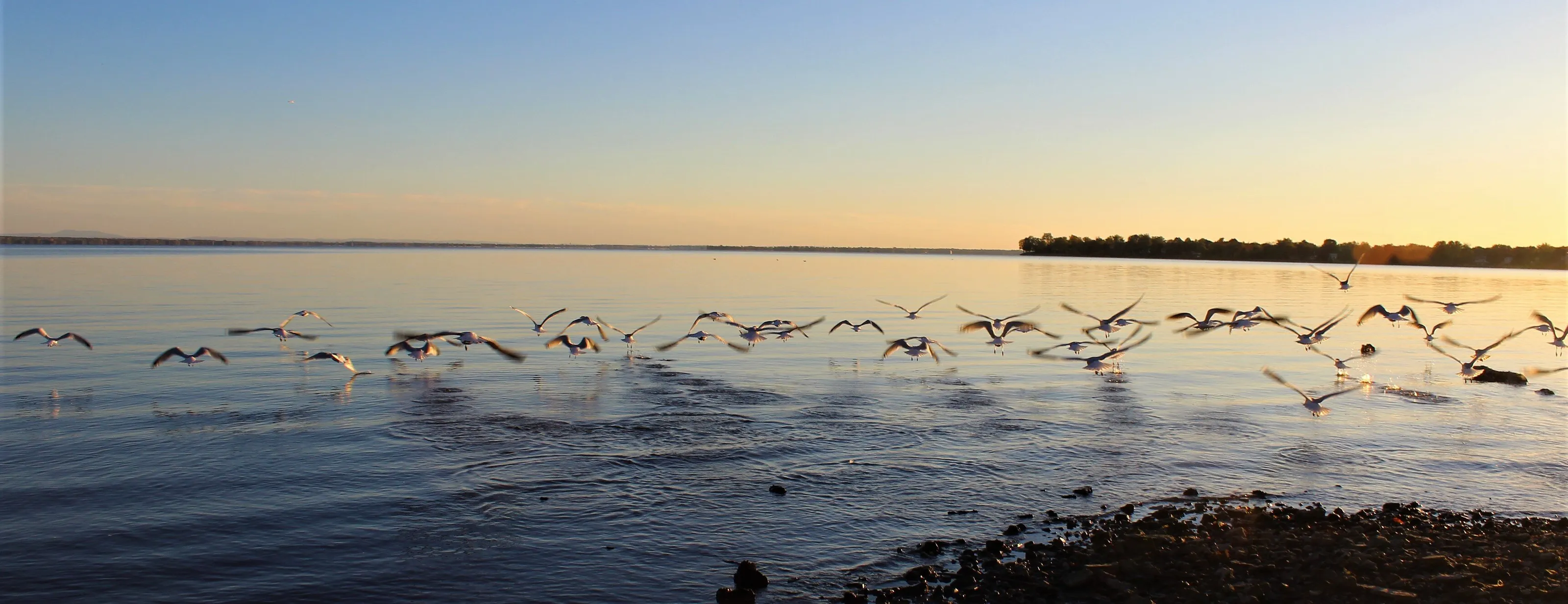 50 seagulls take off in the sunset