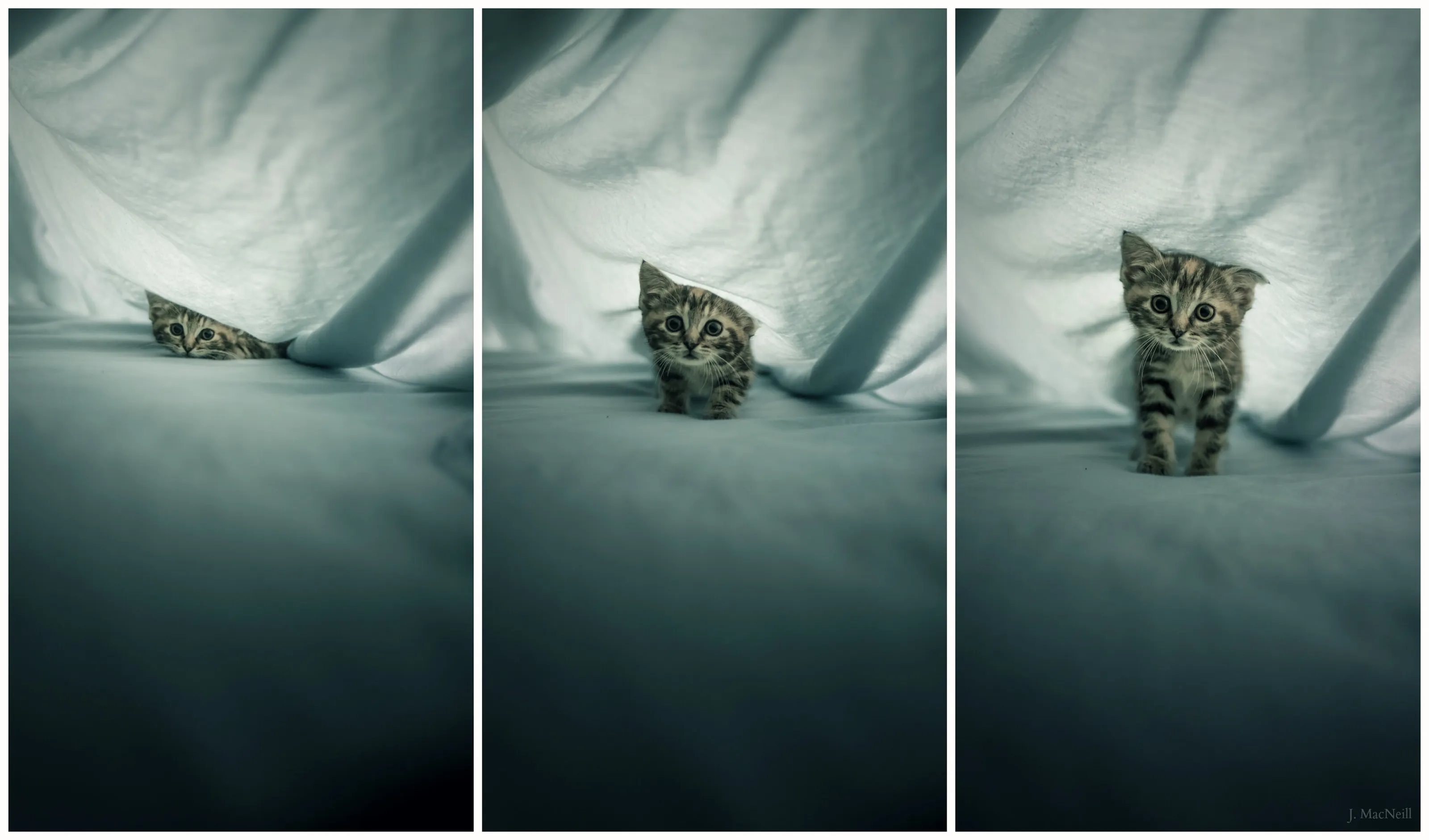 Between the Sheets