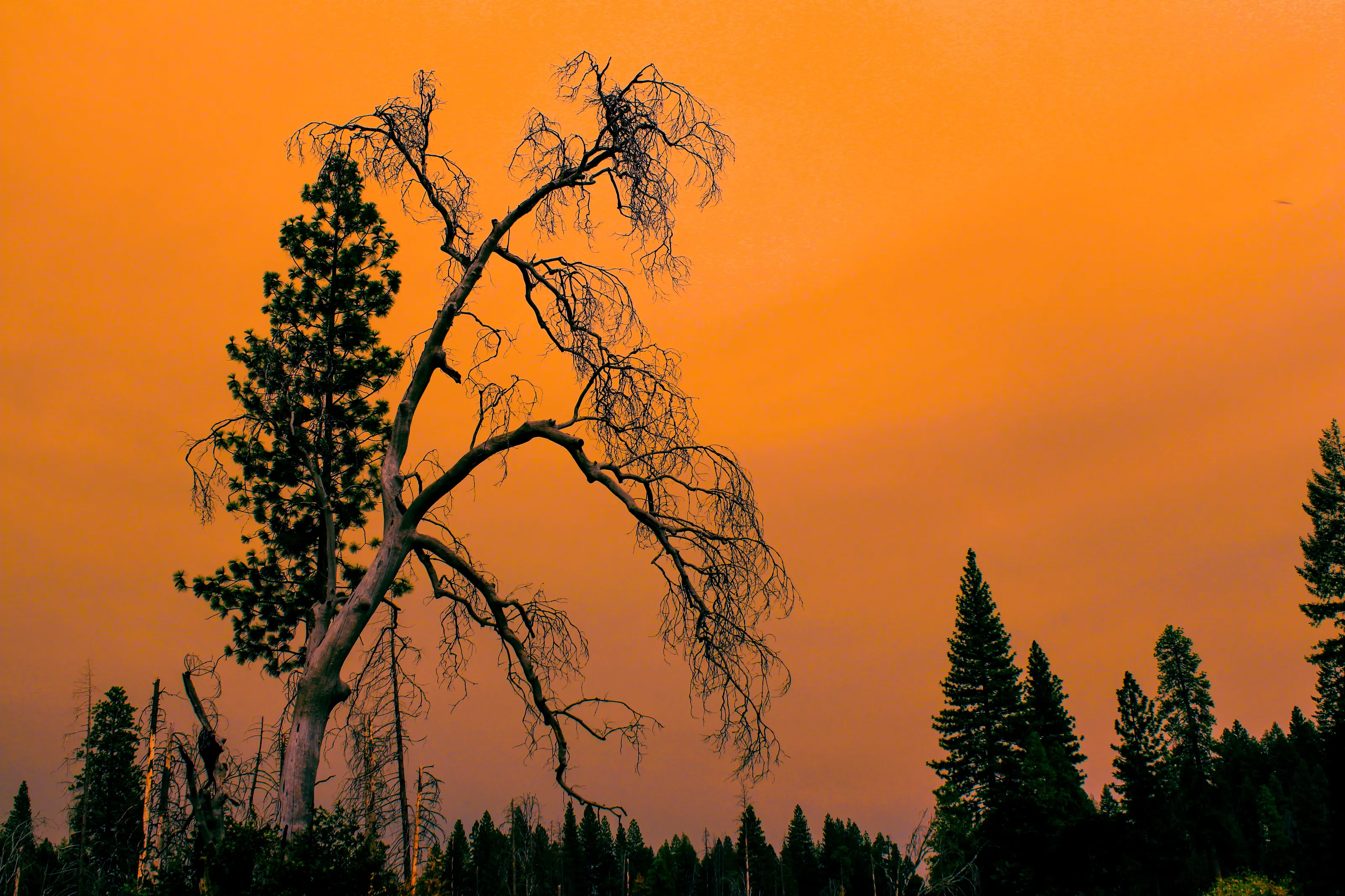 Sunset makes trees look gorgeous and is a promise of a new tomorrow!