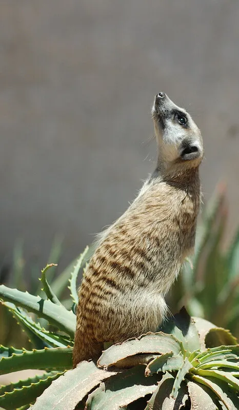 Mongoose