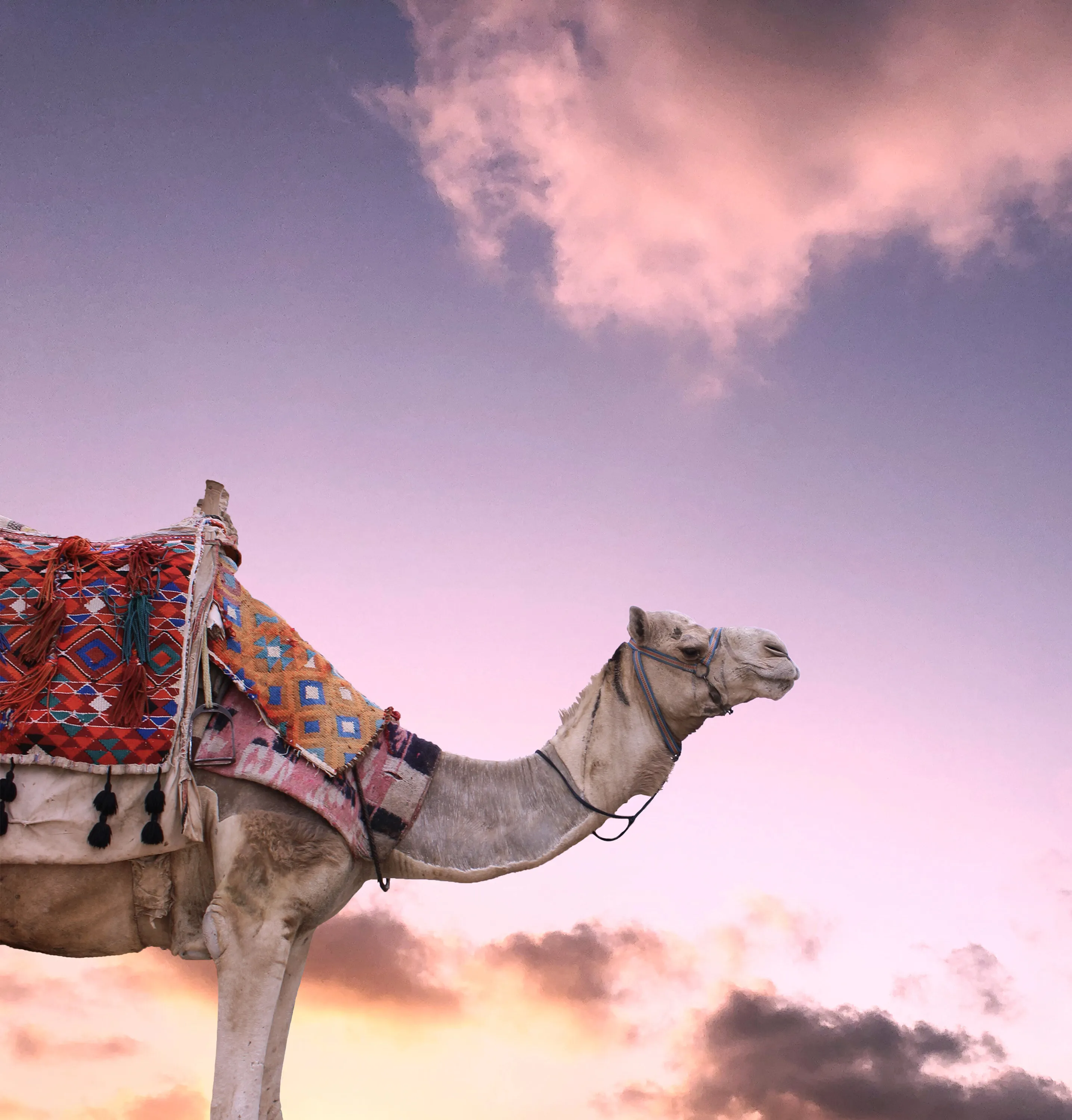 Camel beautiful picture of rajasthan
