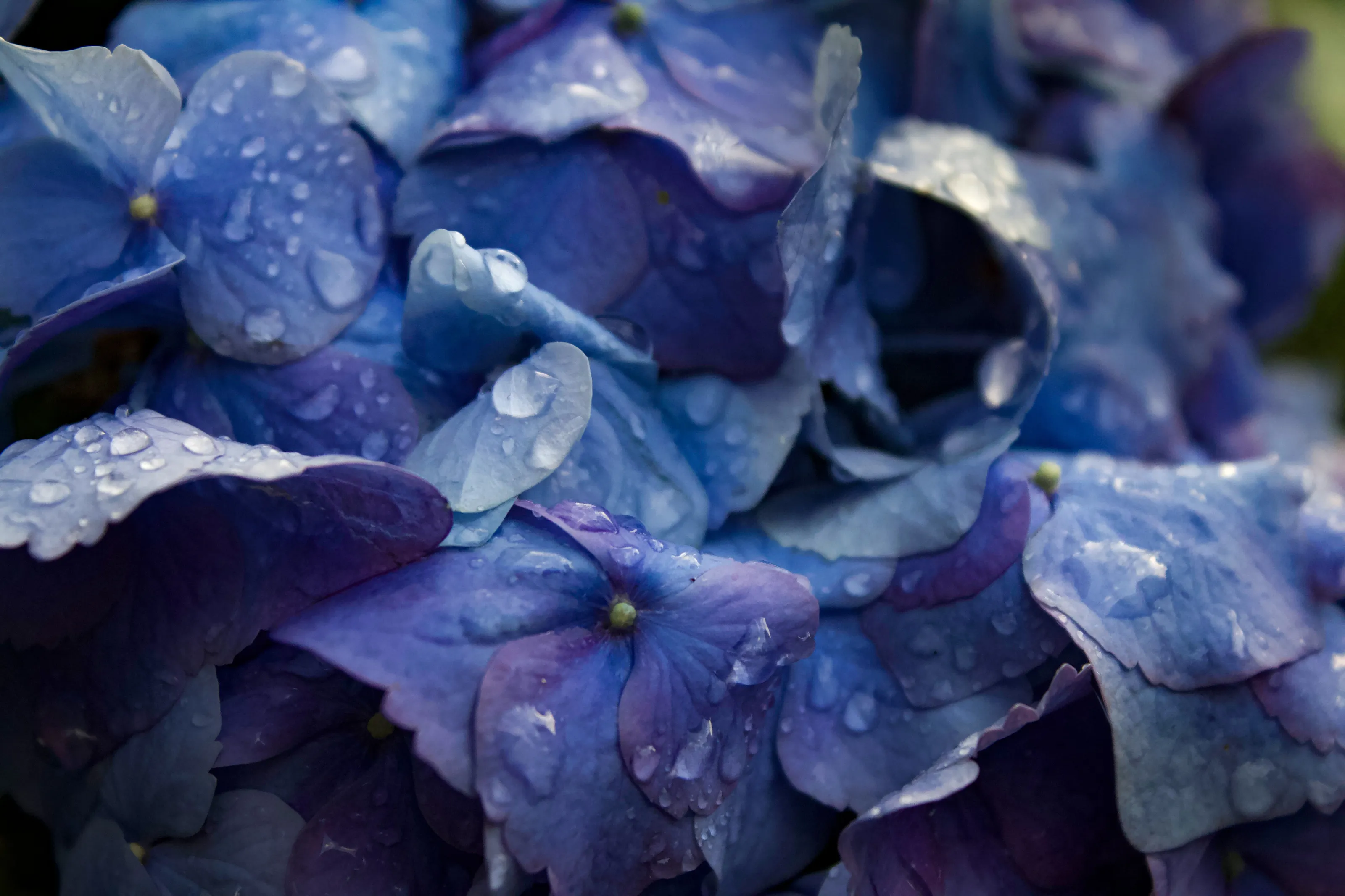 Hydrangea