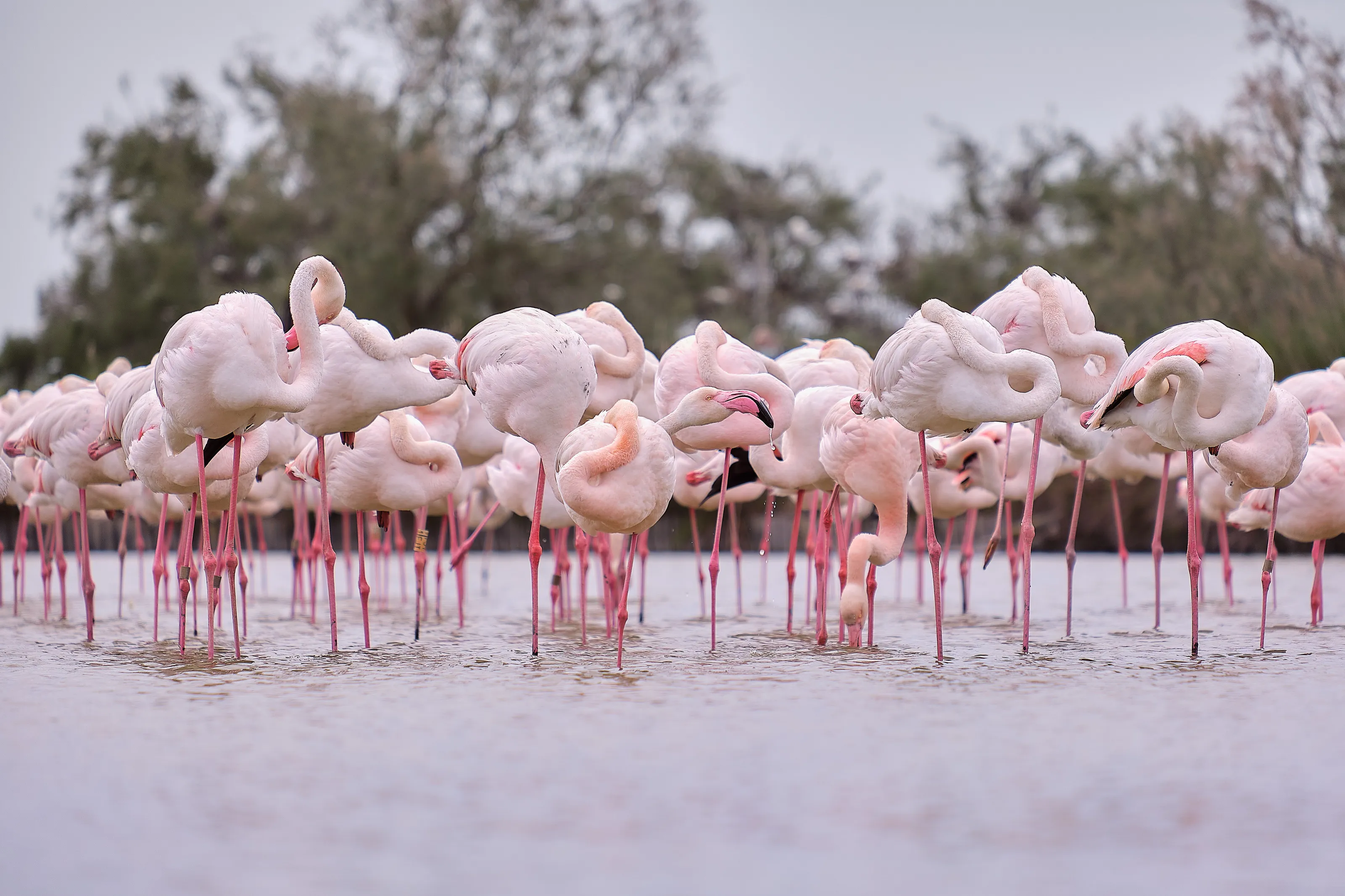 les flamands rose
