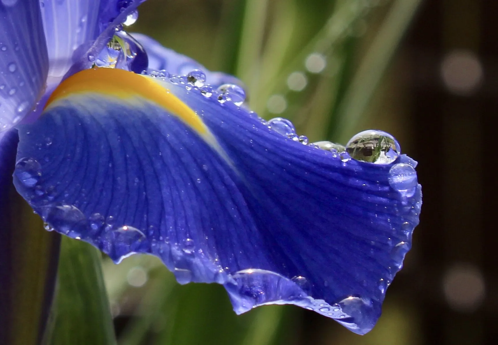 Raindrops on an Iris