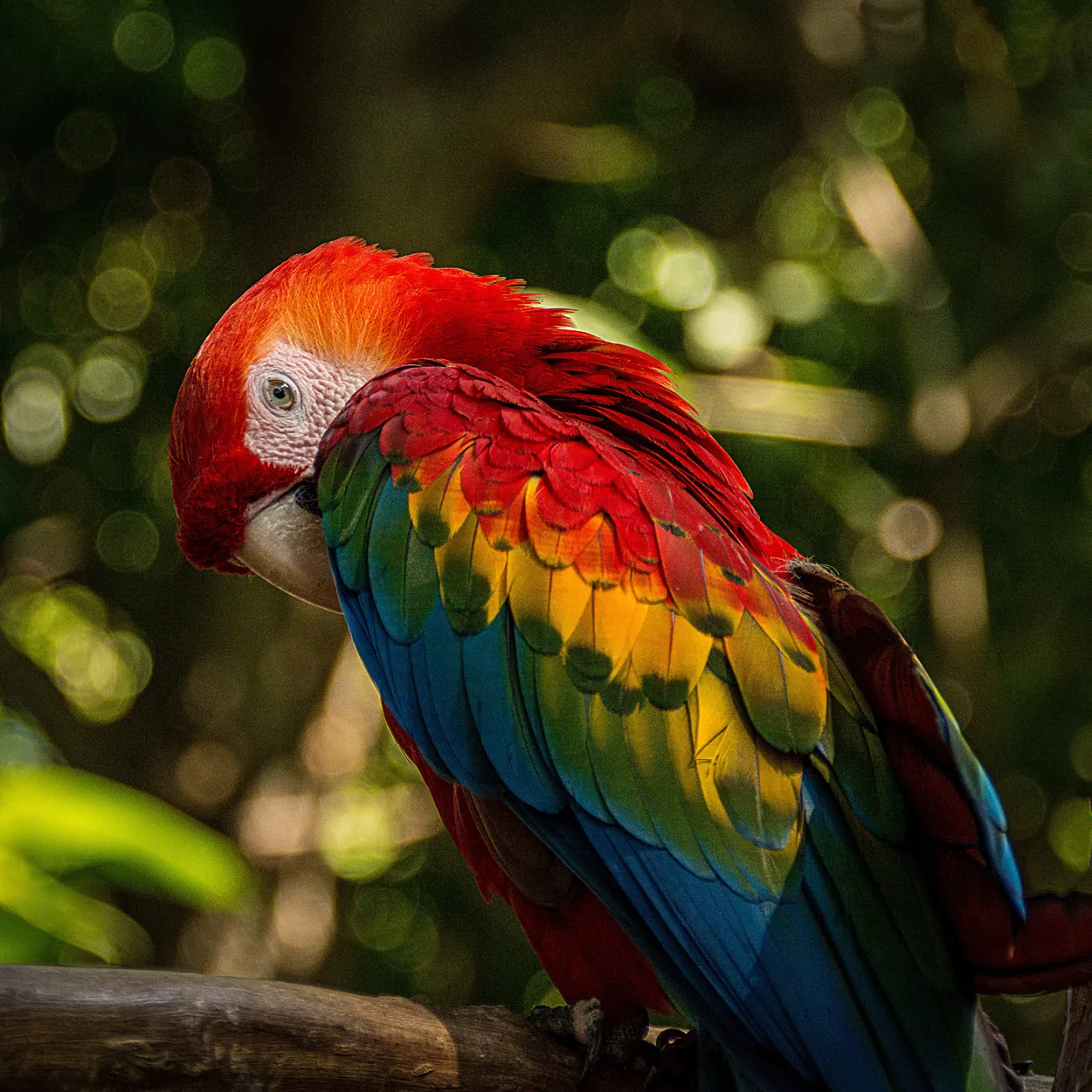 Macaw Colombia