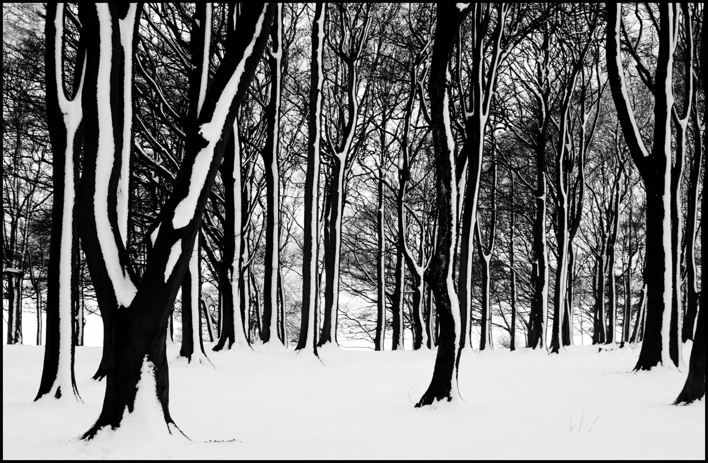 Winter Woods
