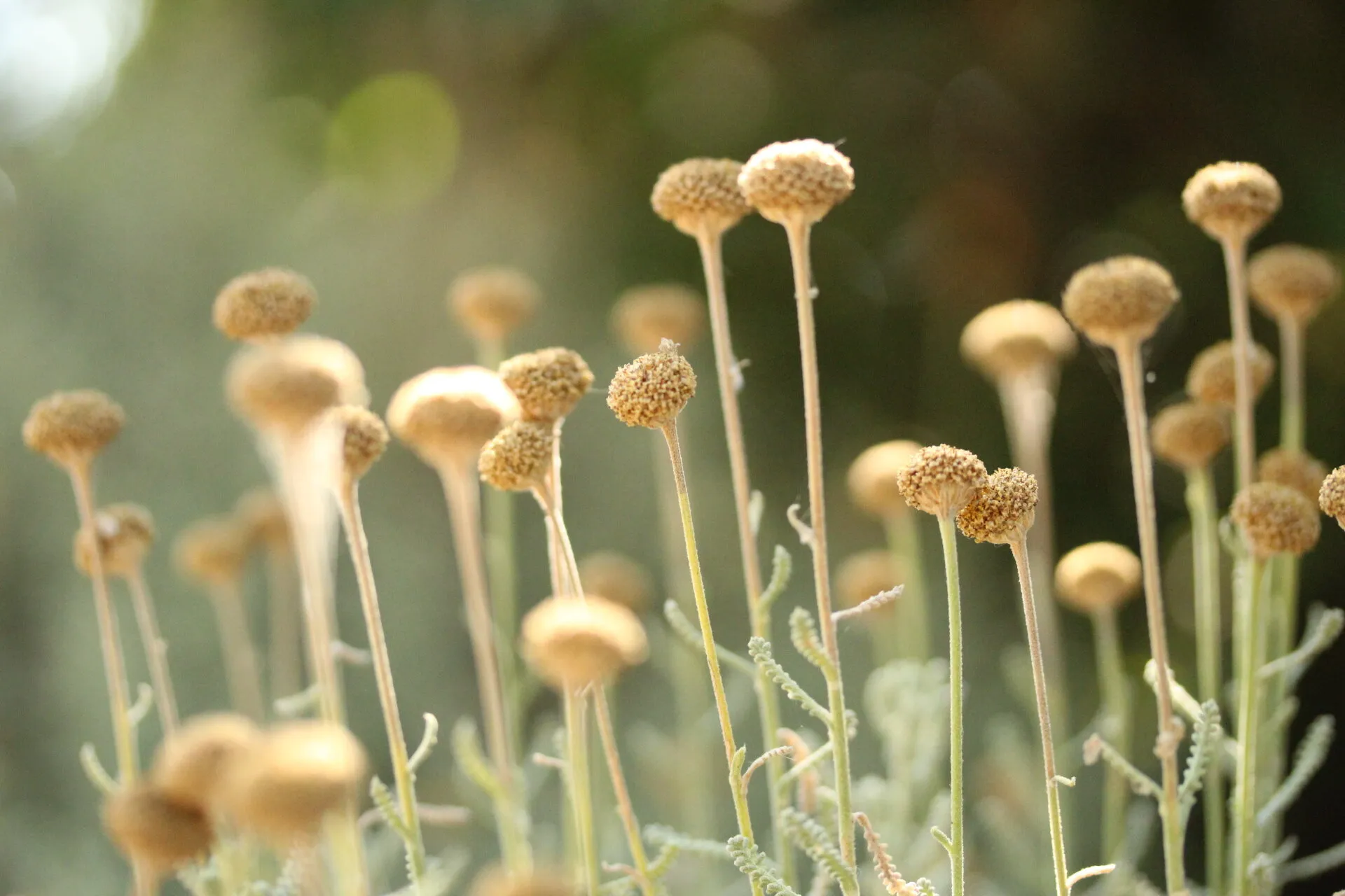 Sunny Flowers