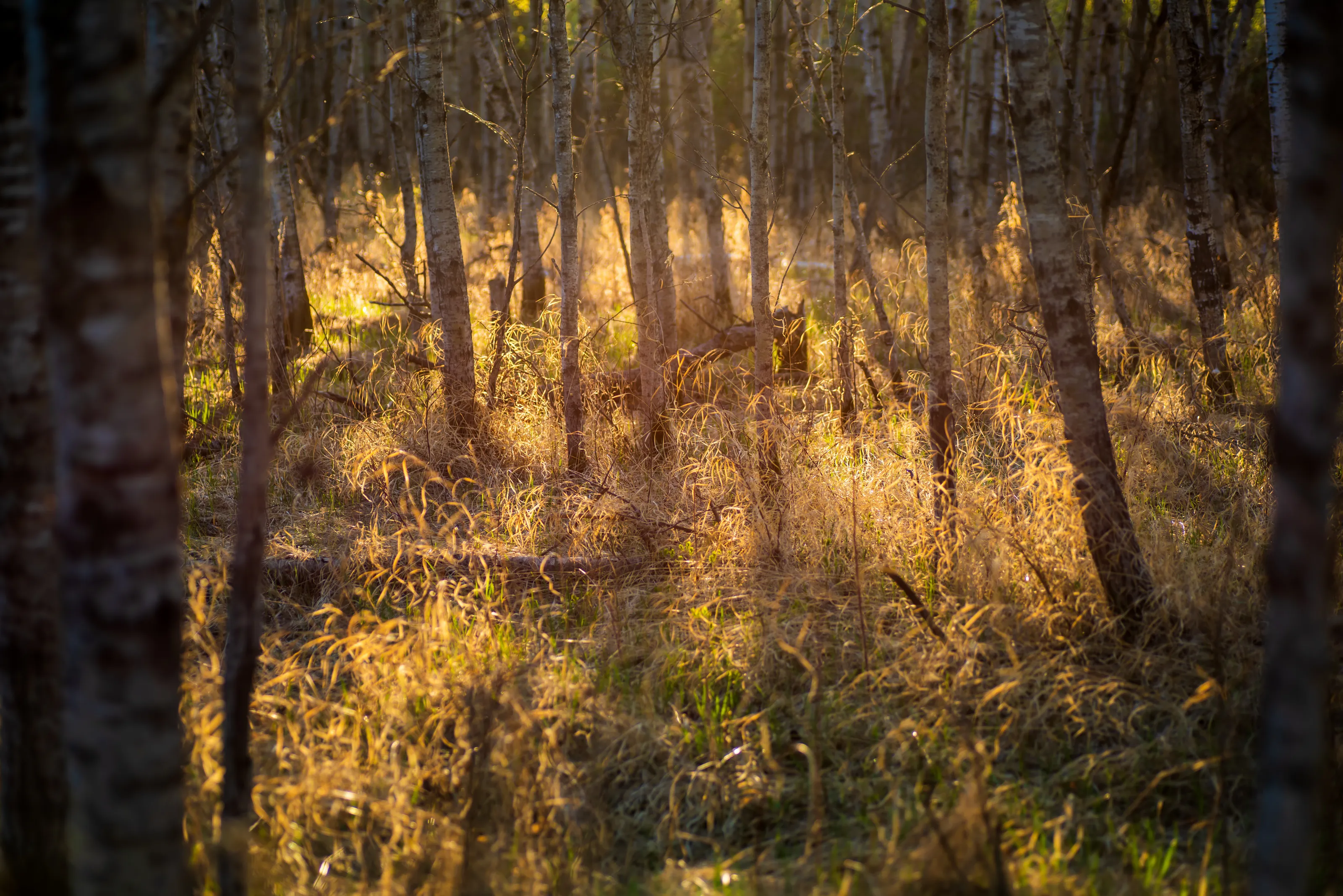 Grassy woods
