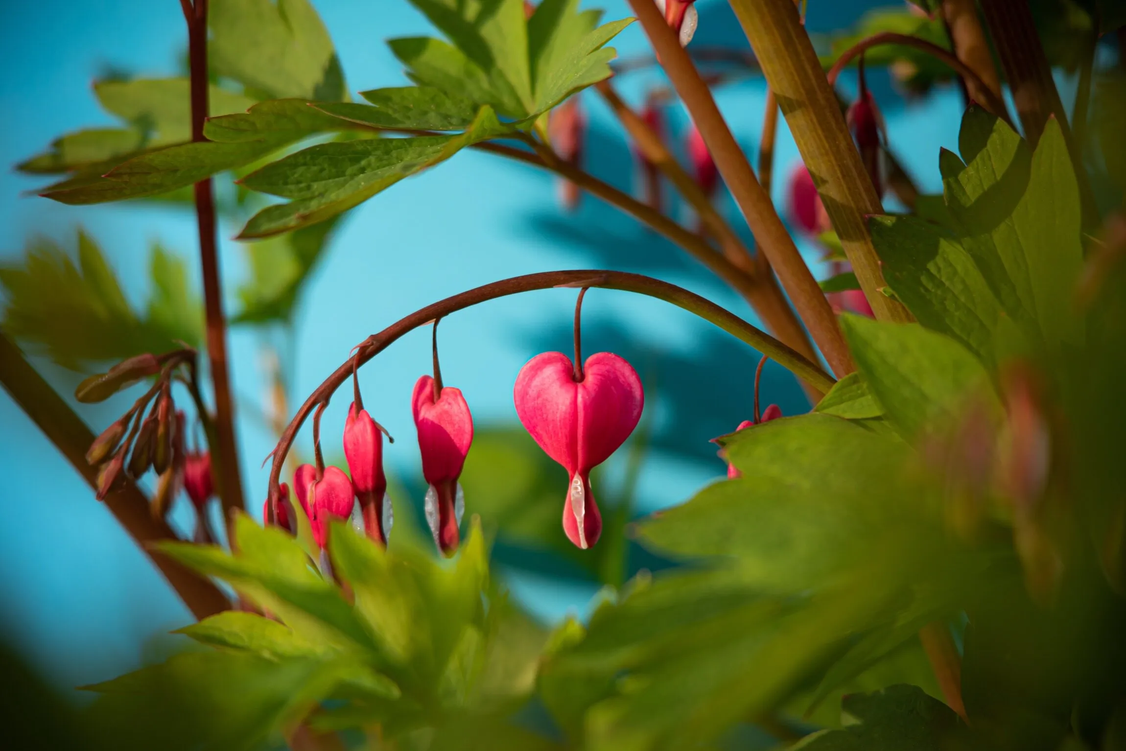 Bleeding Hearts