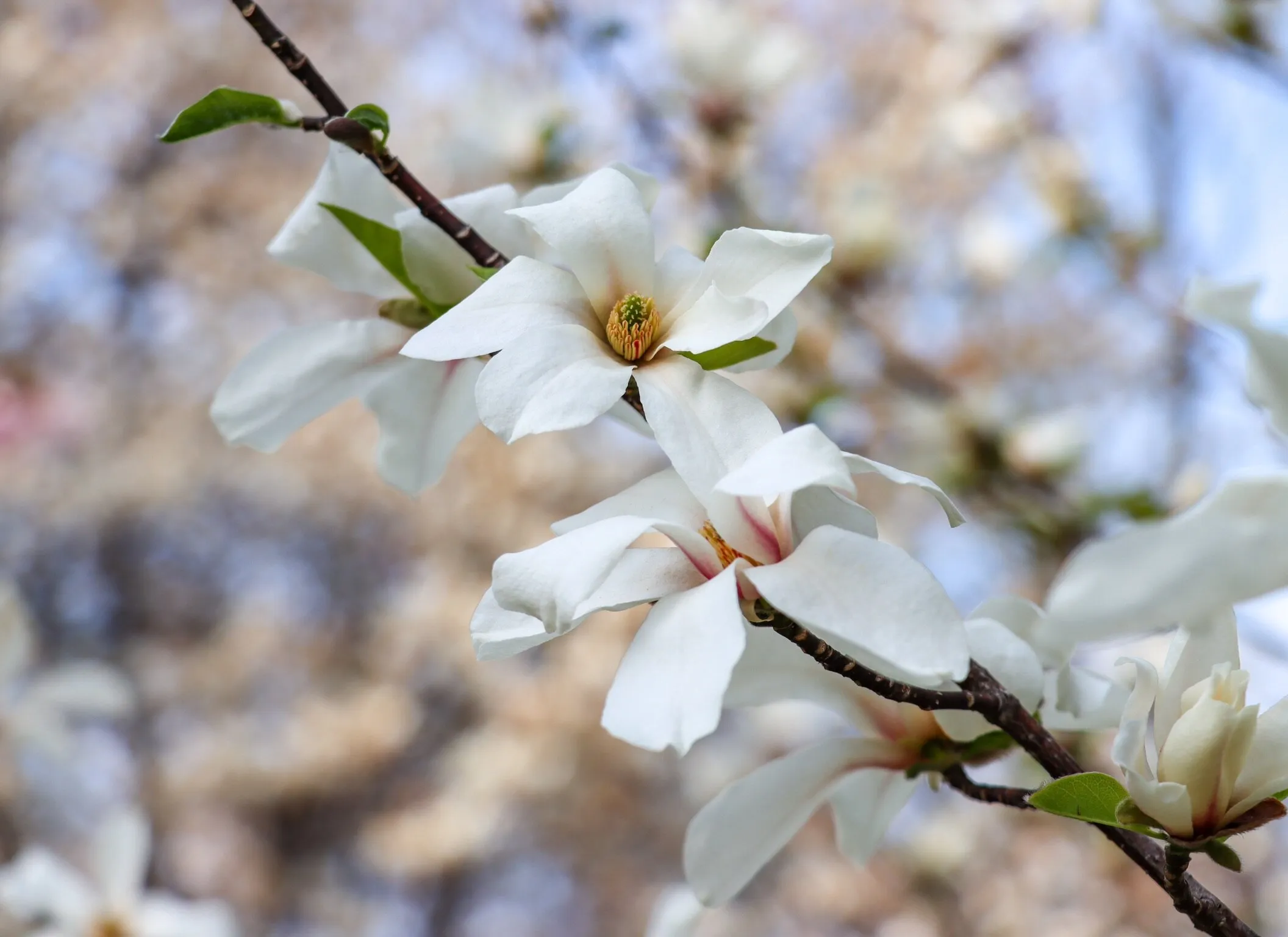 Magnolia blossoms