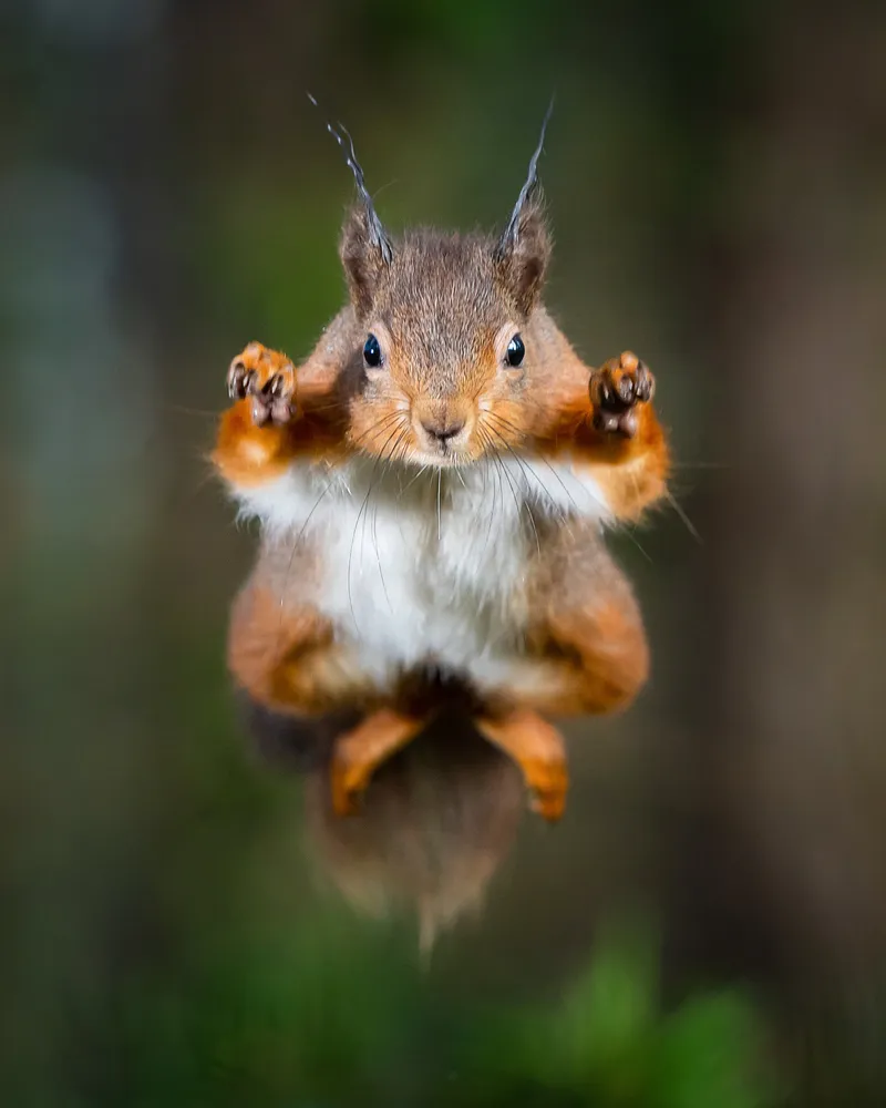 Red squirrel coming at you