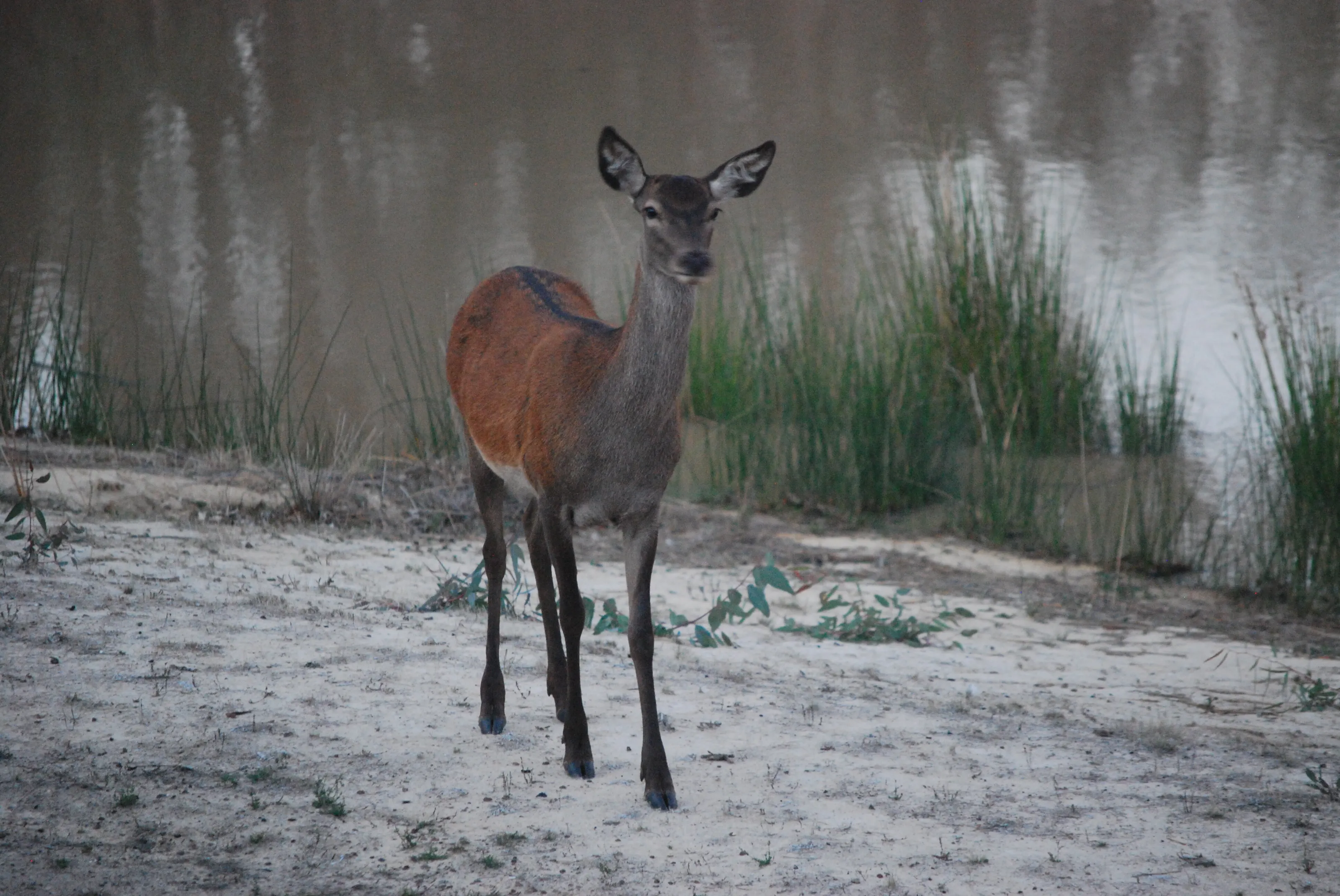Red Deer on my dam