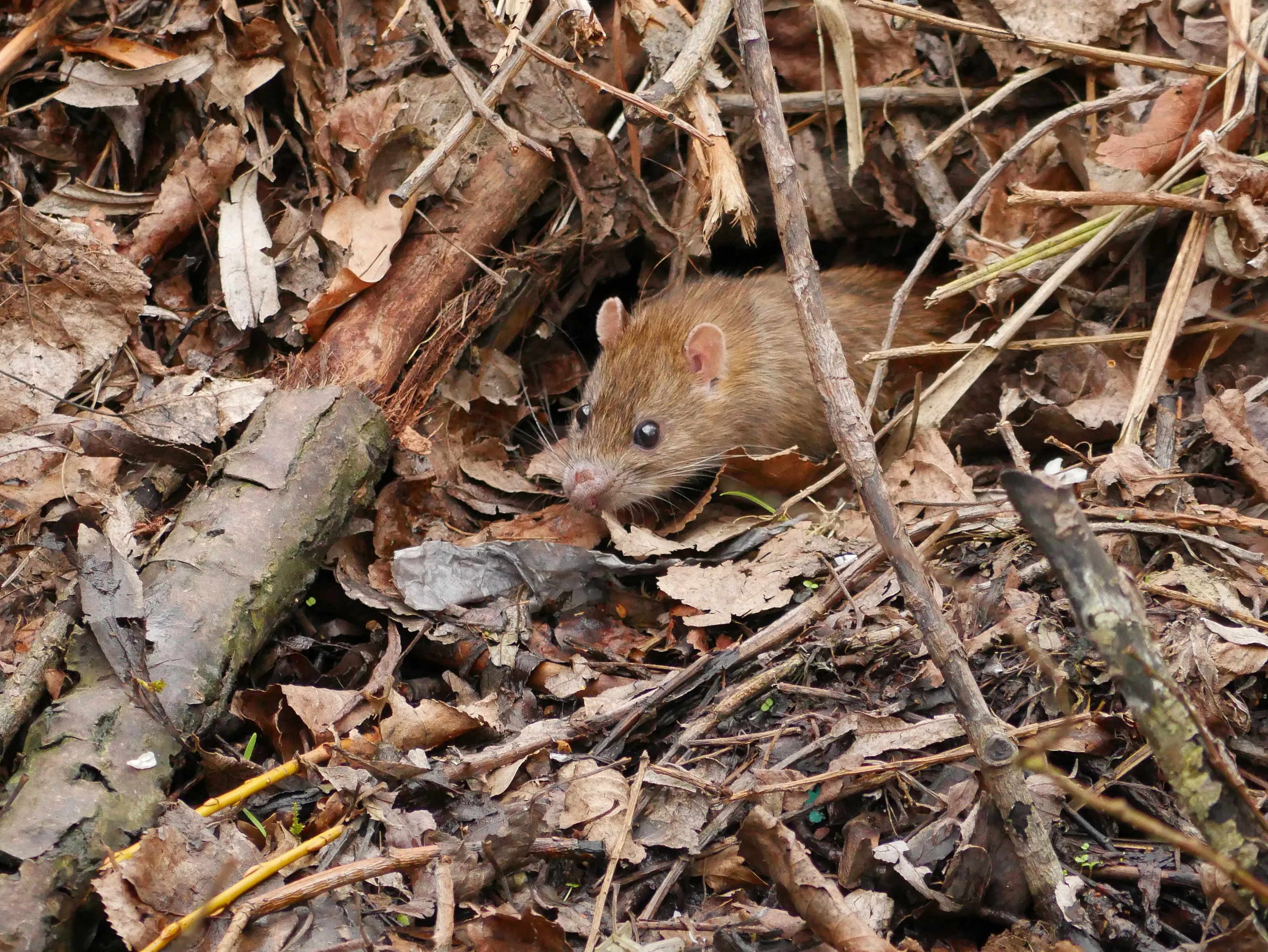 Rat in a hole