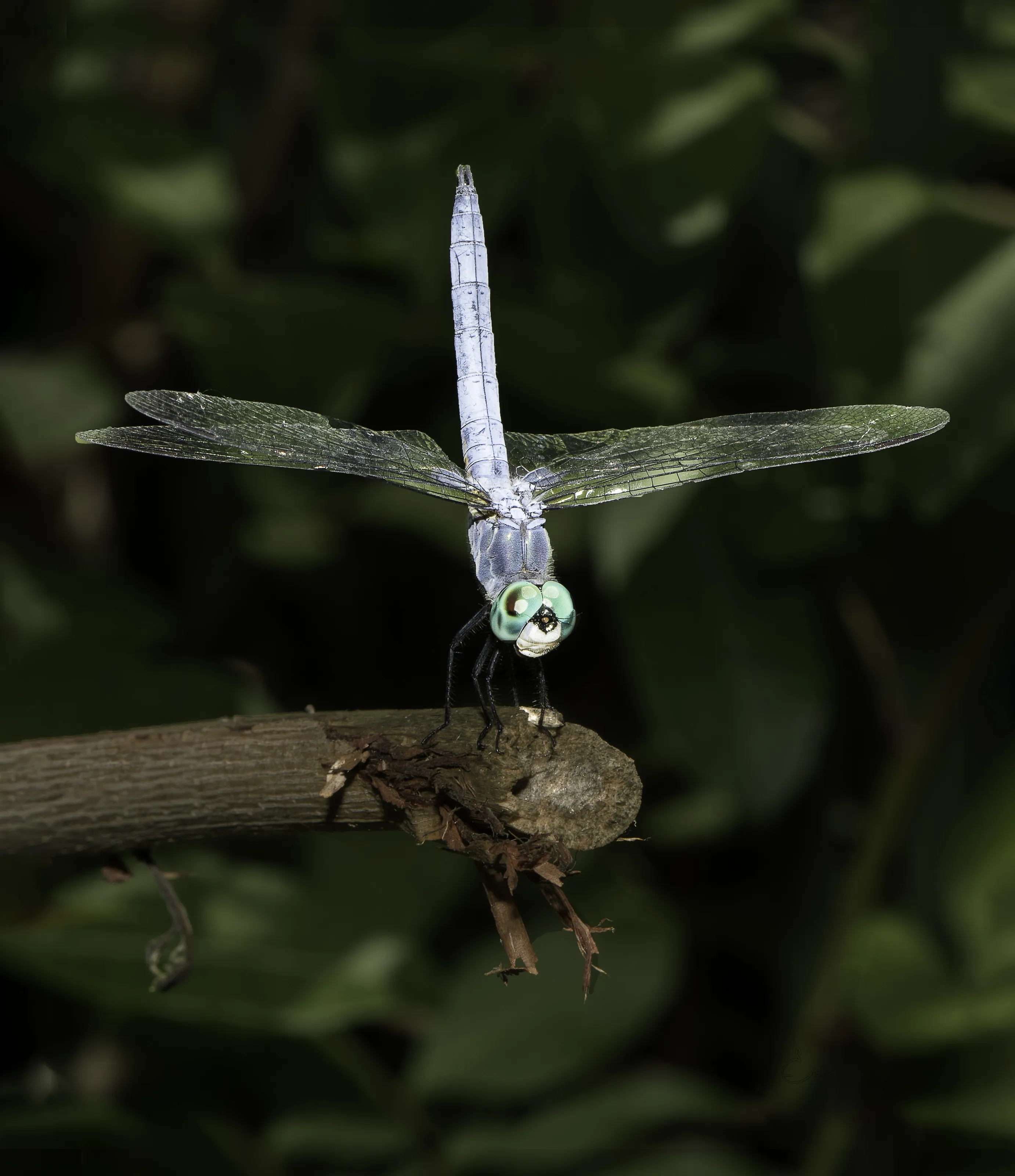 Dragon Fly