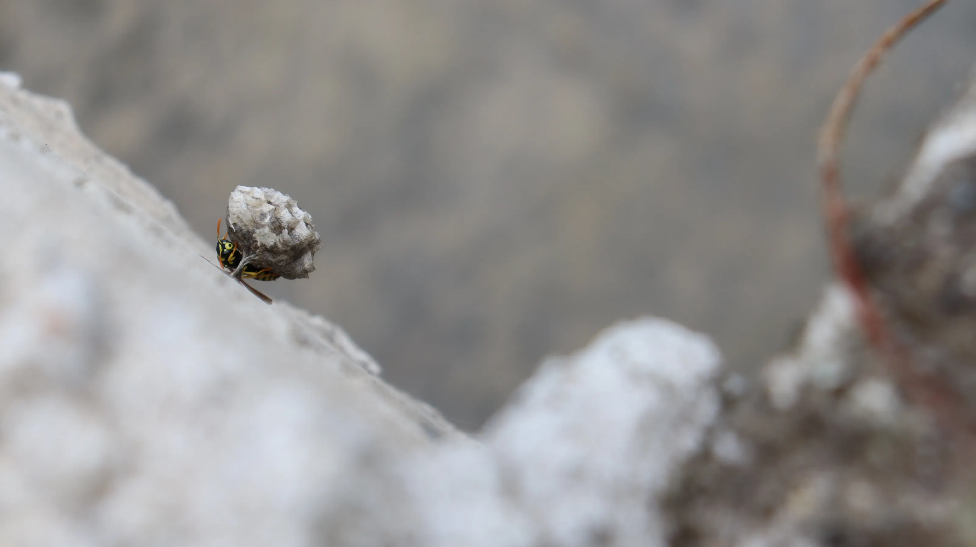 Busy country wasp building a nest under a huge concrete tunnel for watering