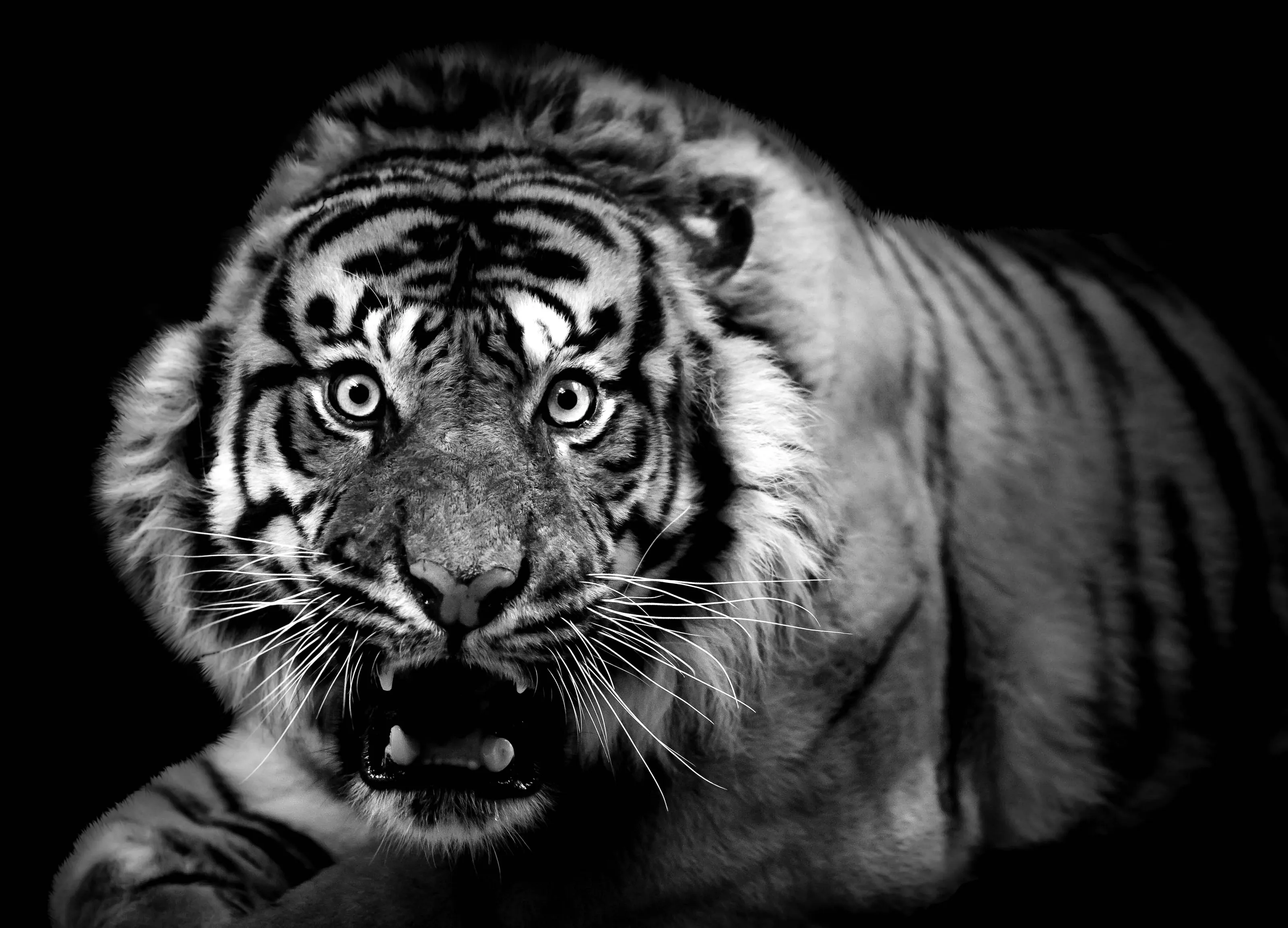 Sumatran Tiger