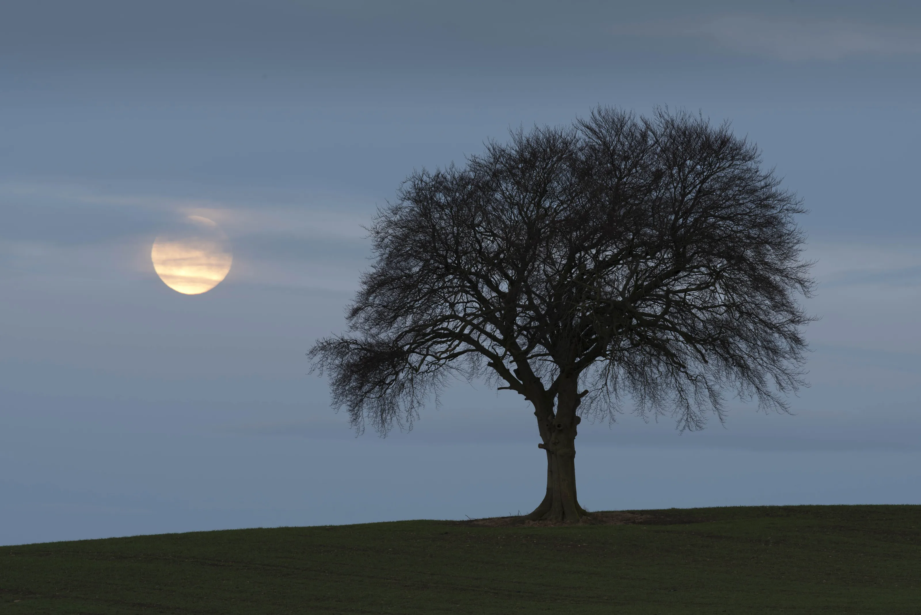 Full Moon setting behind Beech tree near Ripon, North Yorkshire.