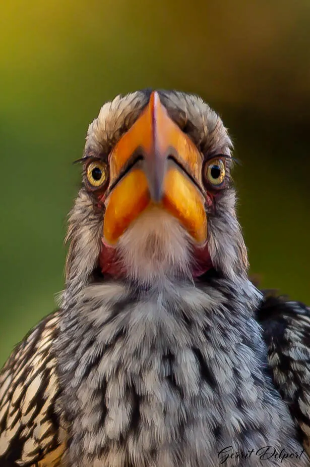 Yellow Hornbill Gaze