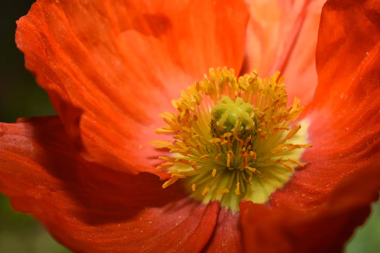 Poppy Love