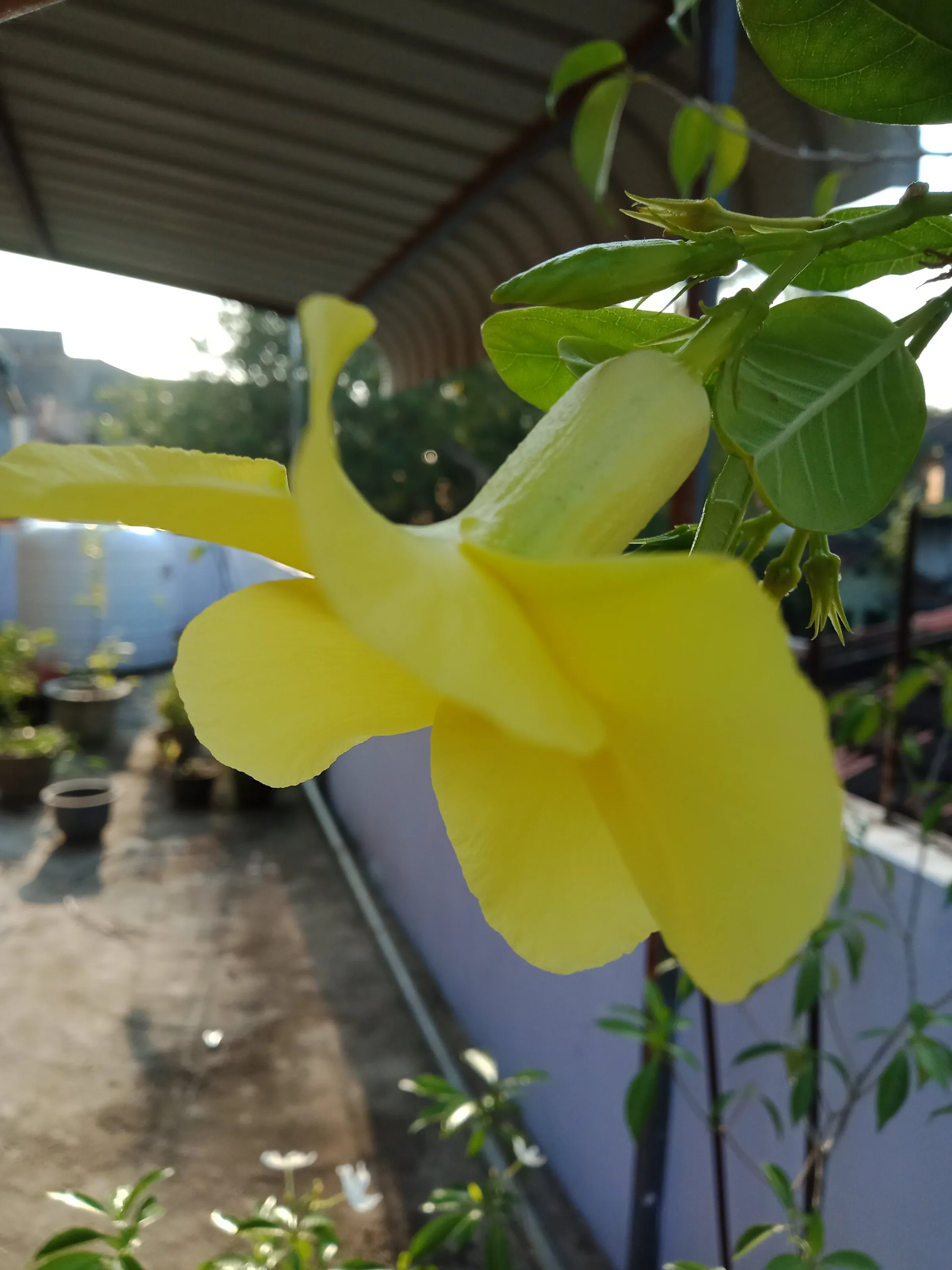 Yellowish Spring