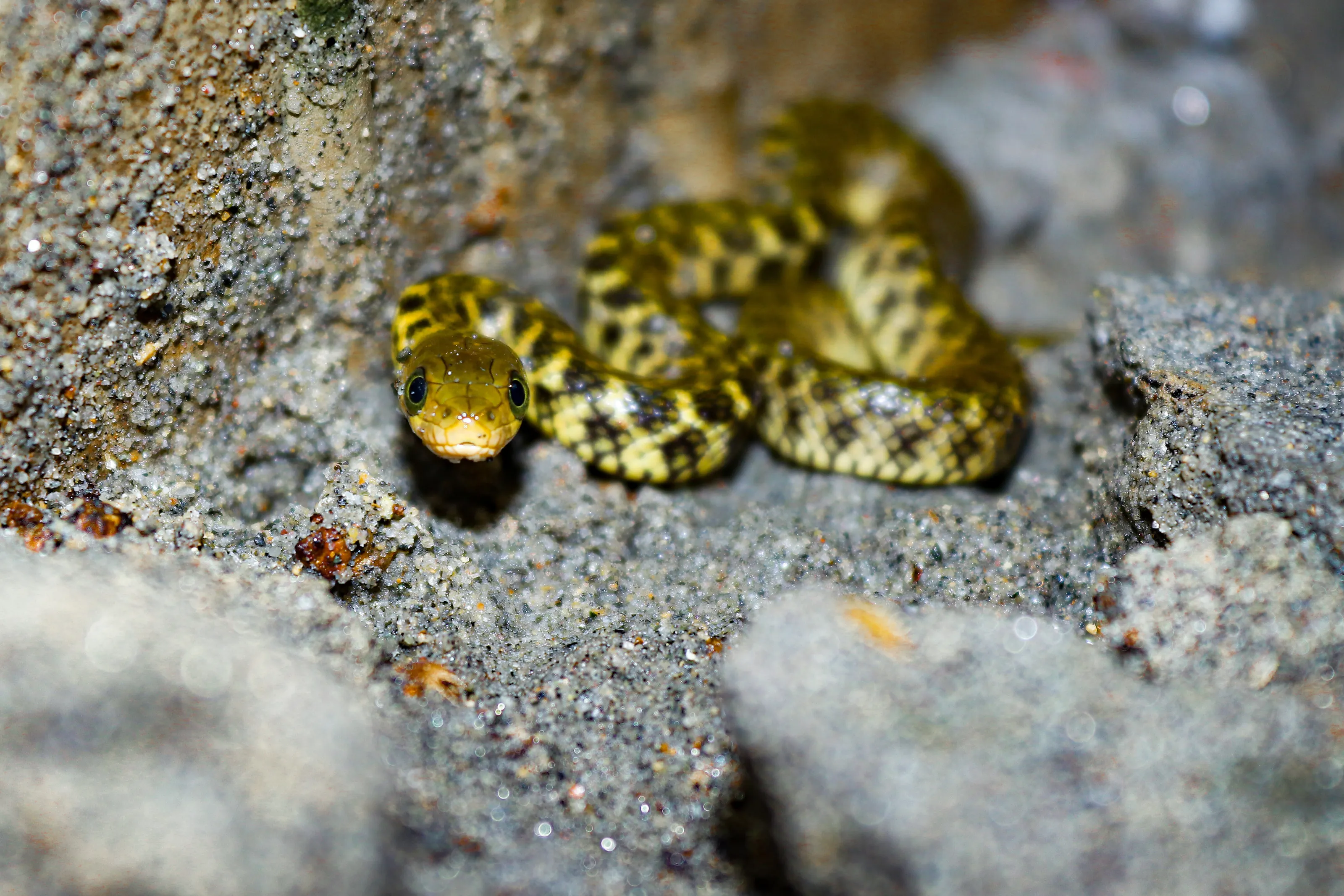 Snake hood