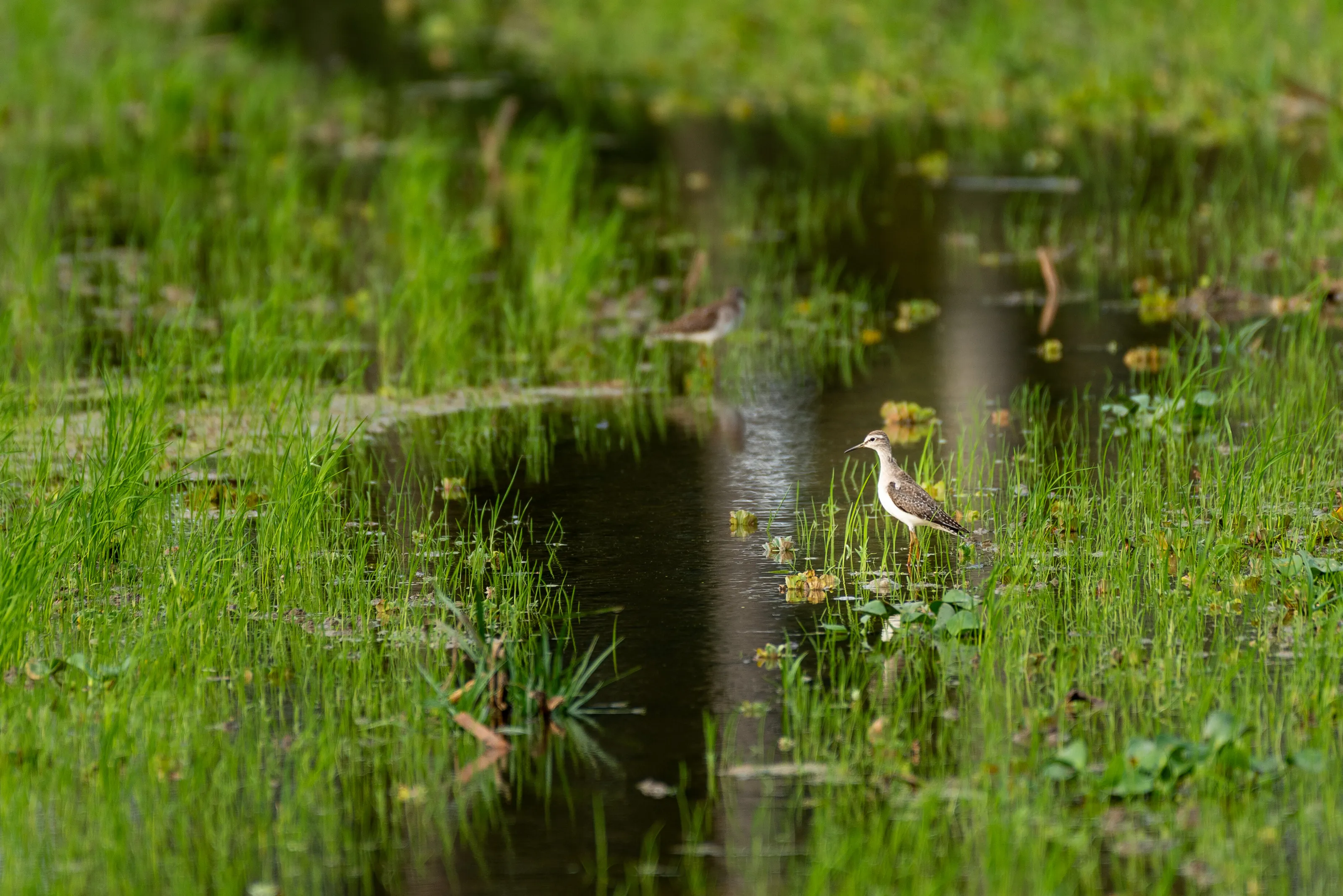 A wood sandpiper wading into a rice paddy