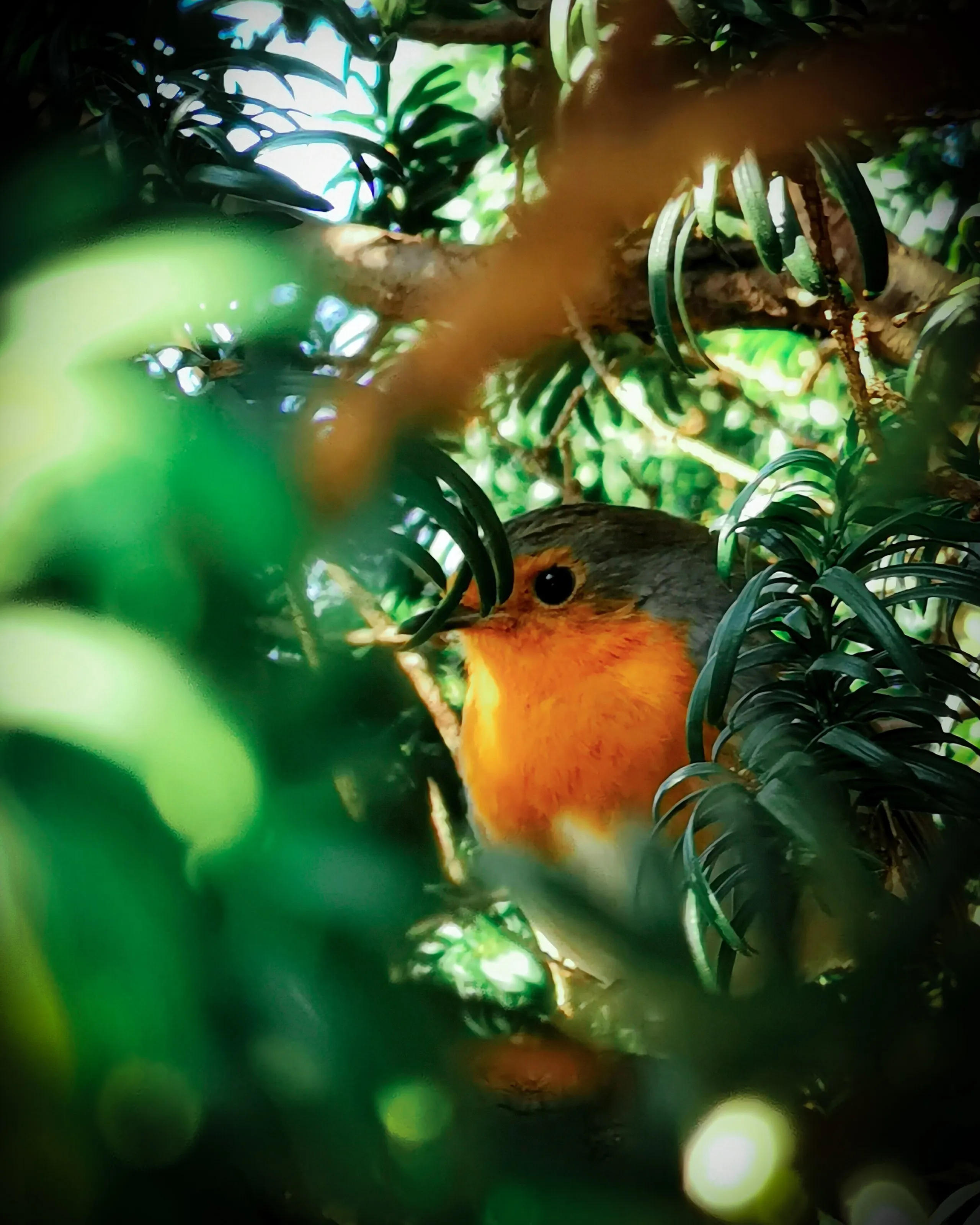 Vibrant Robin