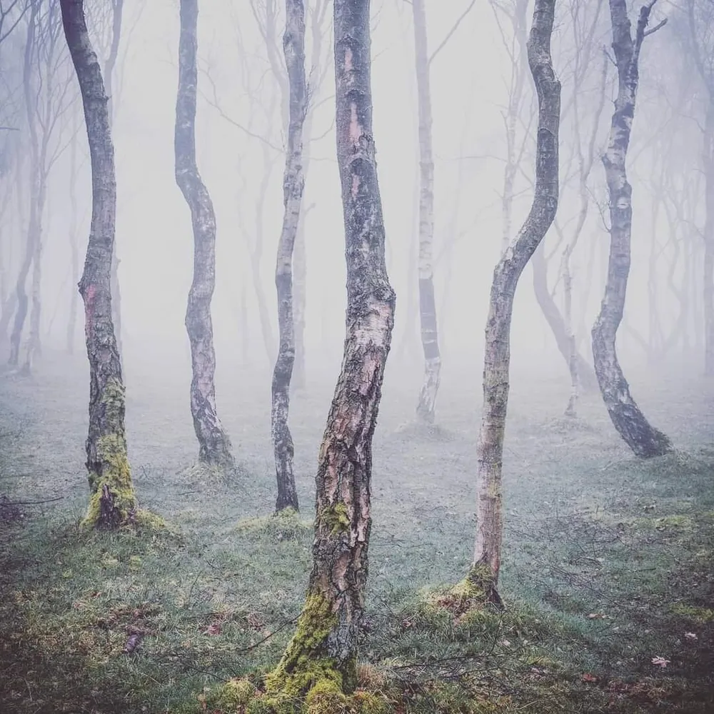 Bolehill Birch