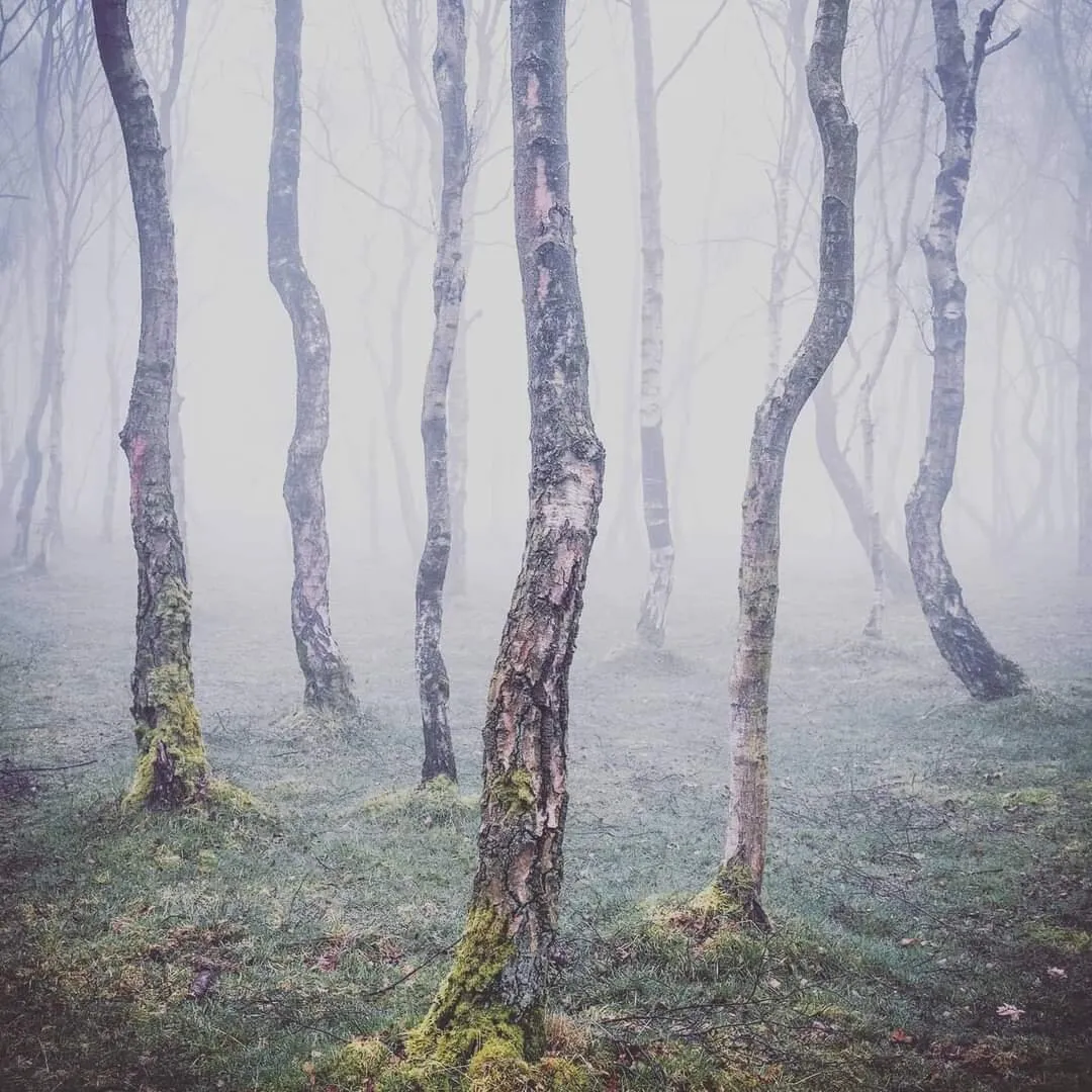 Bolehill Birch