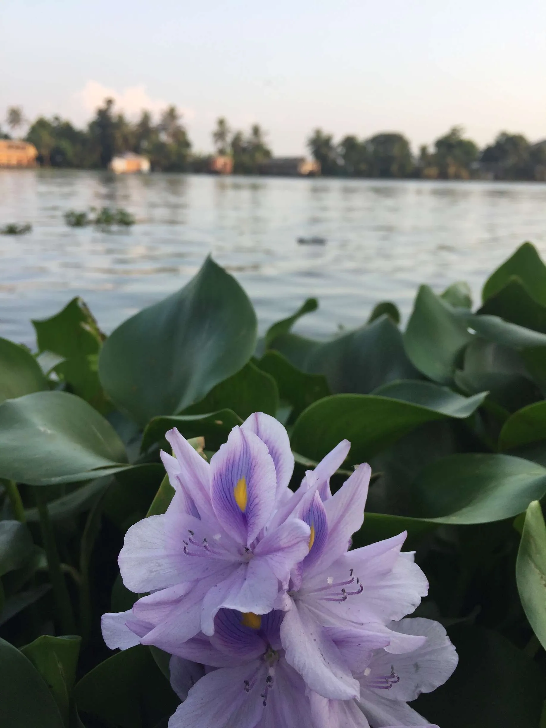 A single Flower