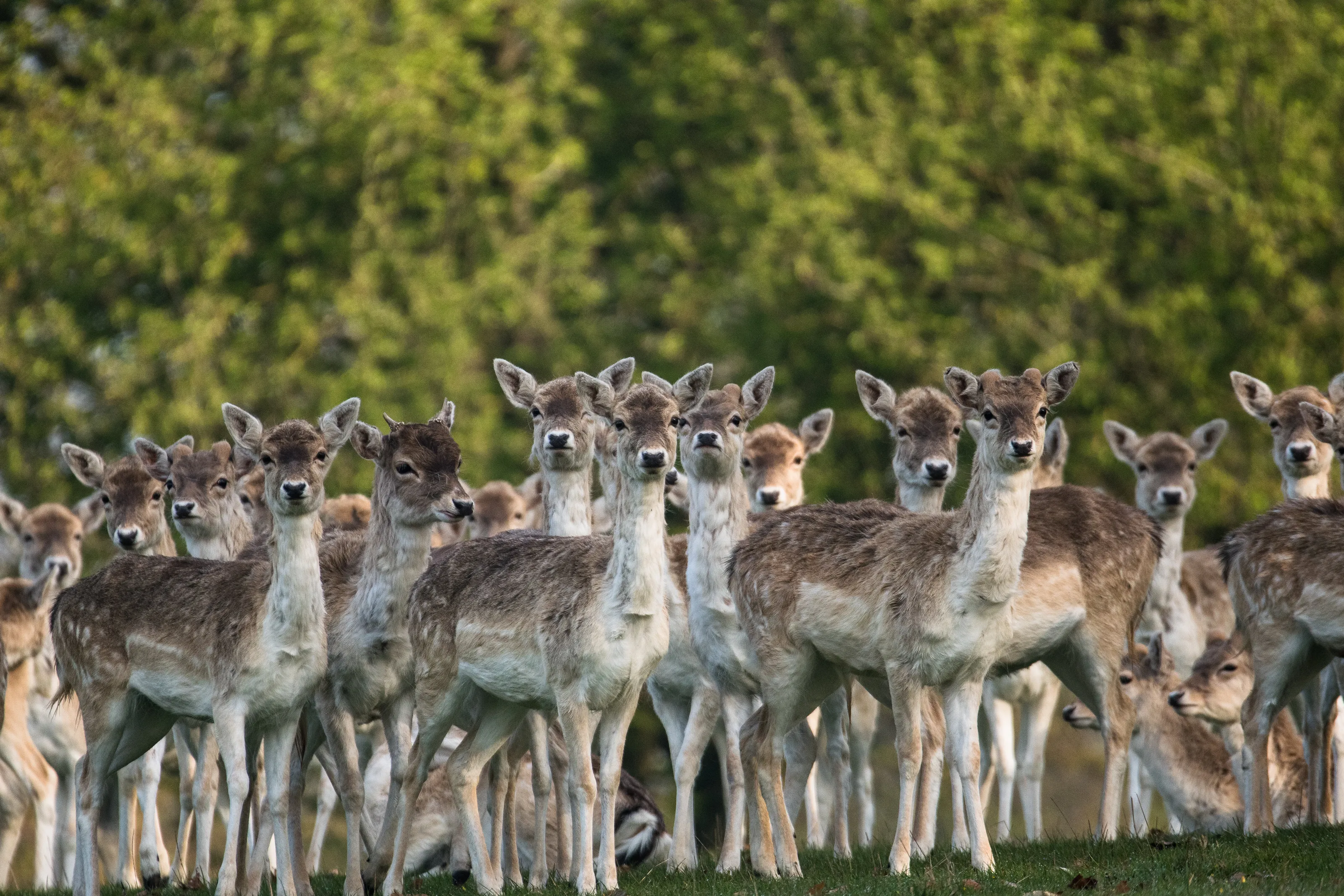 Deer