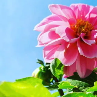 Pink Spring