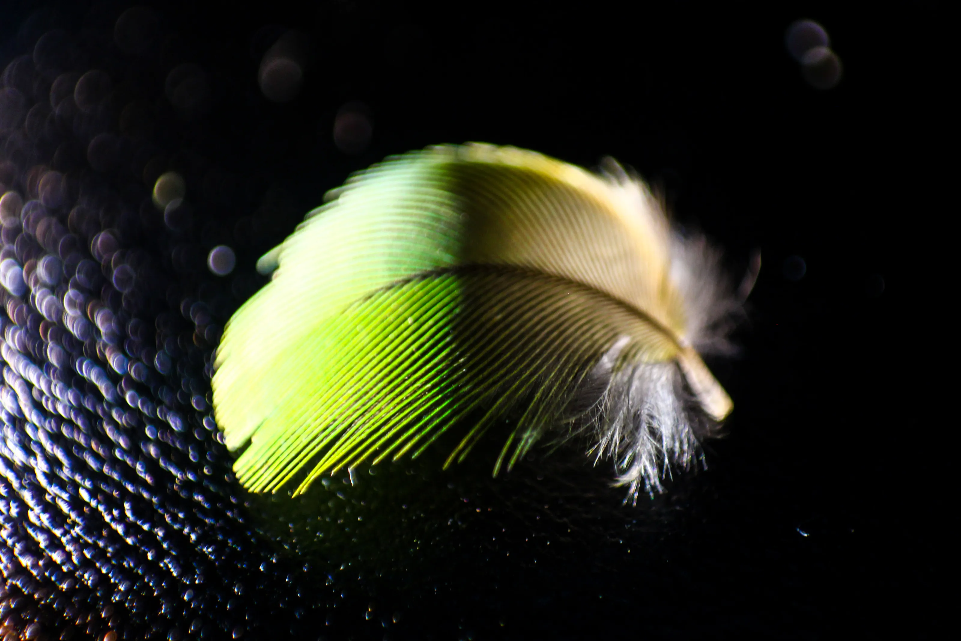 Parrot's feather