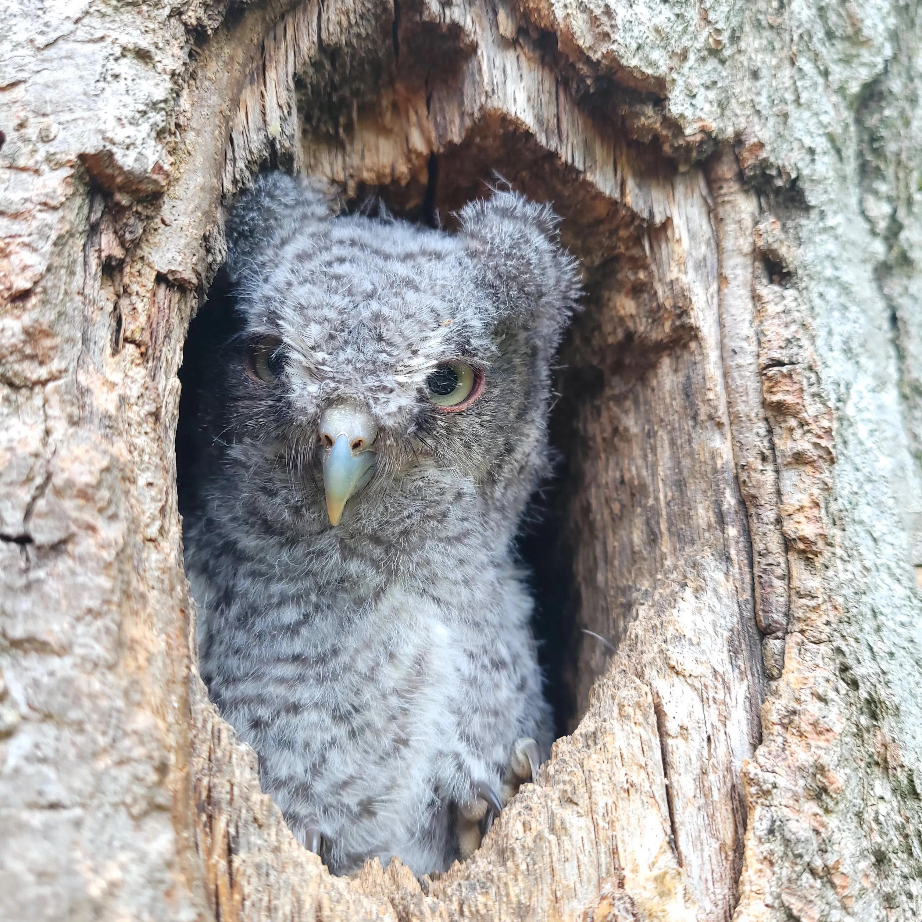 "Face to Face" With a Screech Owl Chic
