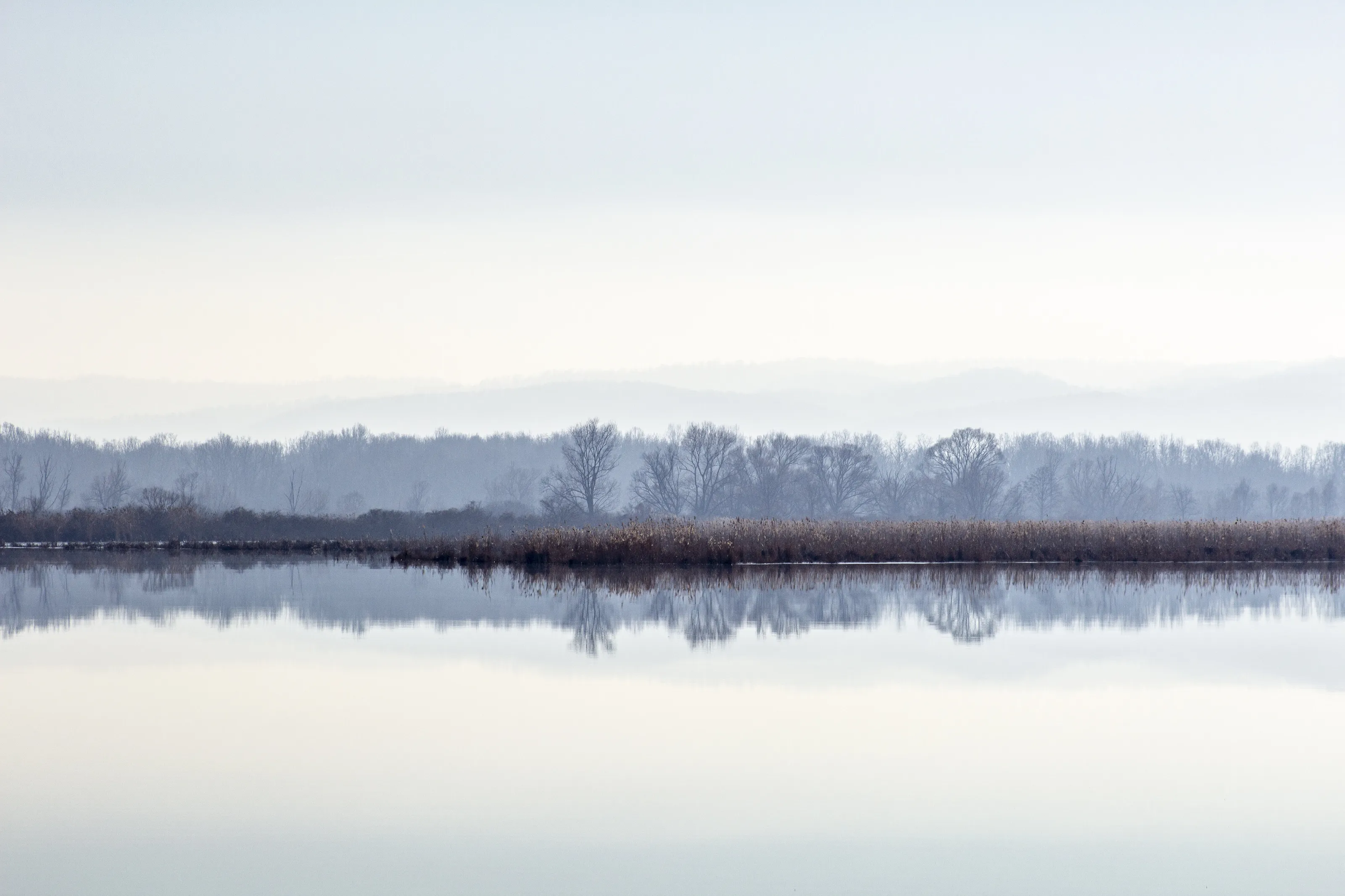 Morning in the swamp