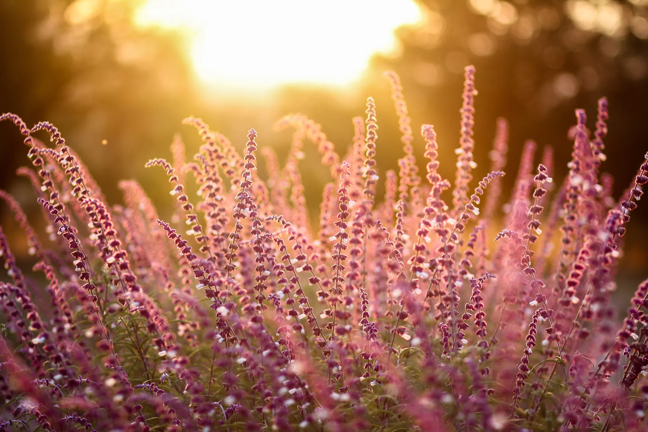Light & flowers