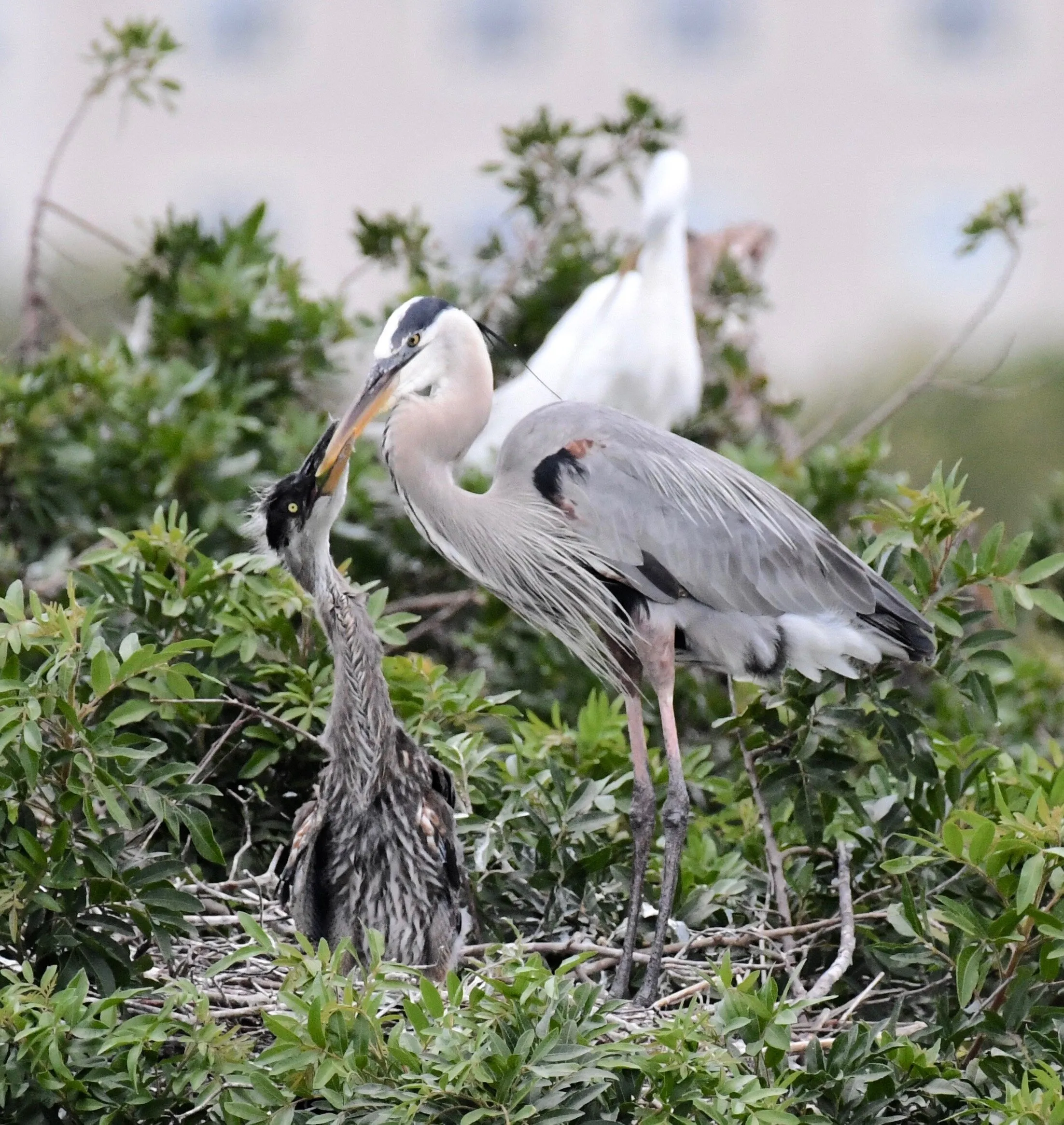 Mother Heron feeds her baby